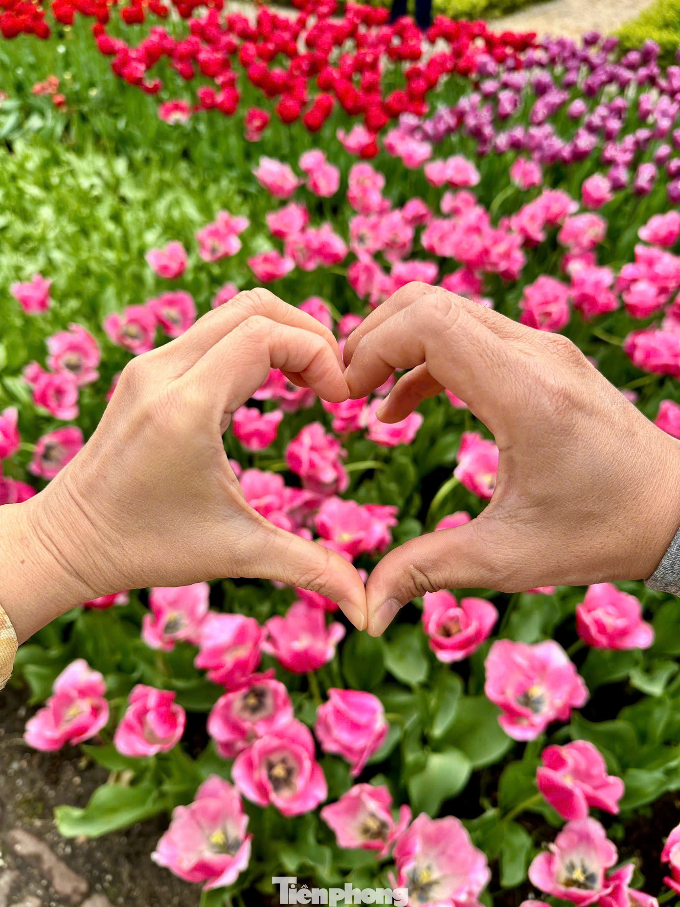 Điểm đến không thể bỏ qua cho những tín đồ hoa tulip chính là vườn hoa Keukenhof trứ danh.