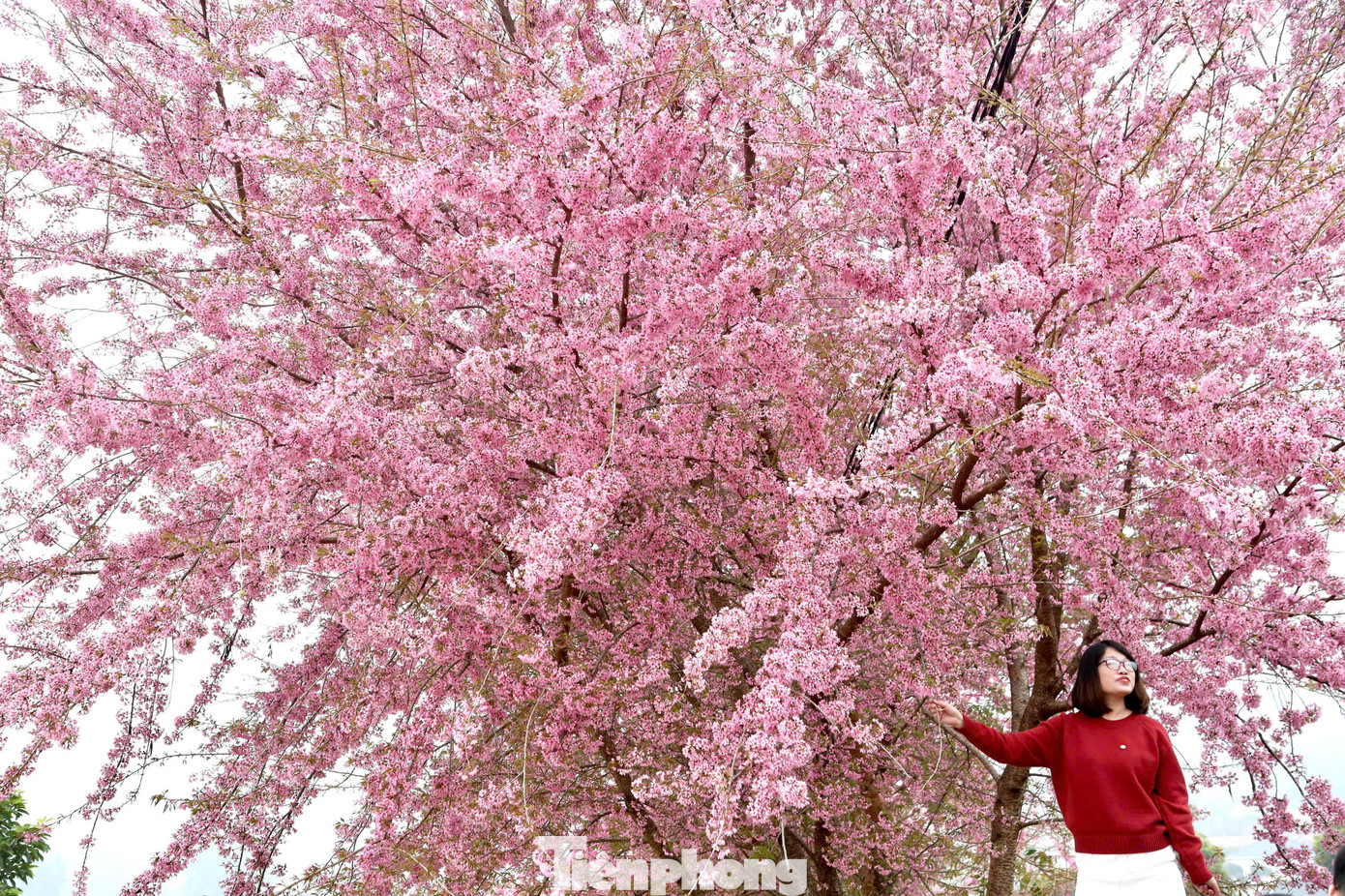 Từng chùm hoa nở rộ nhuộm hồng cả một góc trời, tạo nên khung cảnh lãng mạn. Khác với hoa mơ, hoa mận thường có ở vùng ven trung tâm huyện, với mai anh đào, du khách có thể thấy ở ngay trên đường phố khu trung tâm.