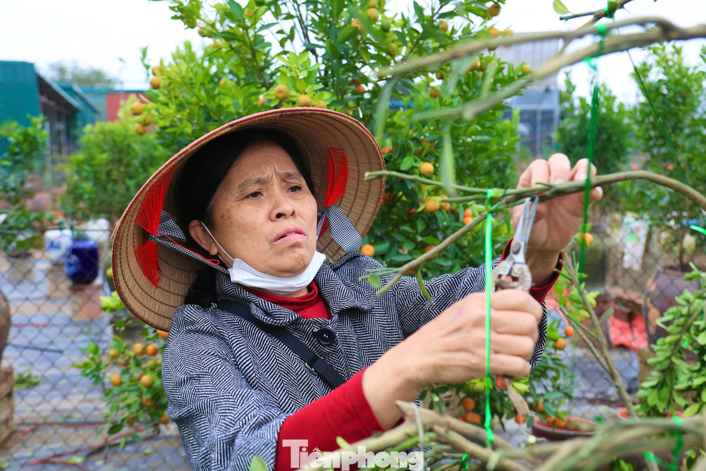 Do quất trồng trong chum khó hơn trồng dưới đất, đòi hỏi kỹ thuật chăm sóc cao nên các nhà vườn ở Tứ Liên phải chuẩn bị trước cả năm.