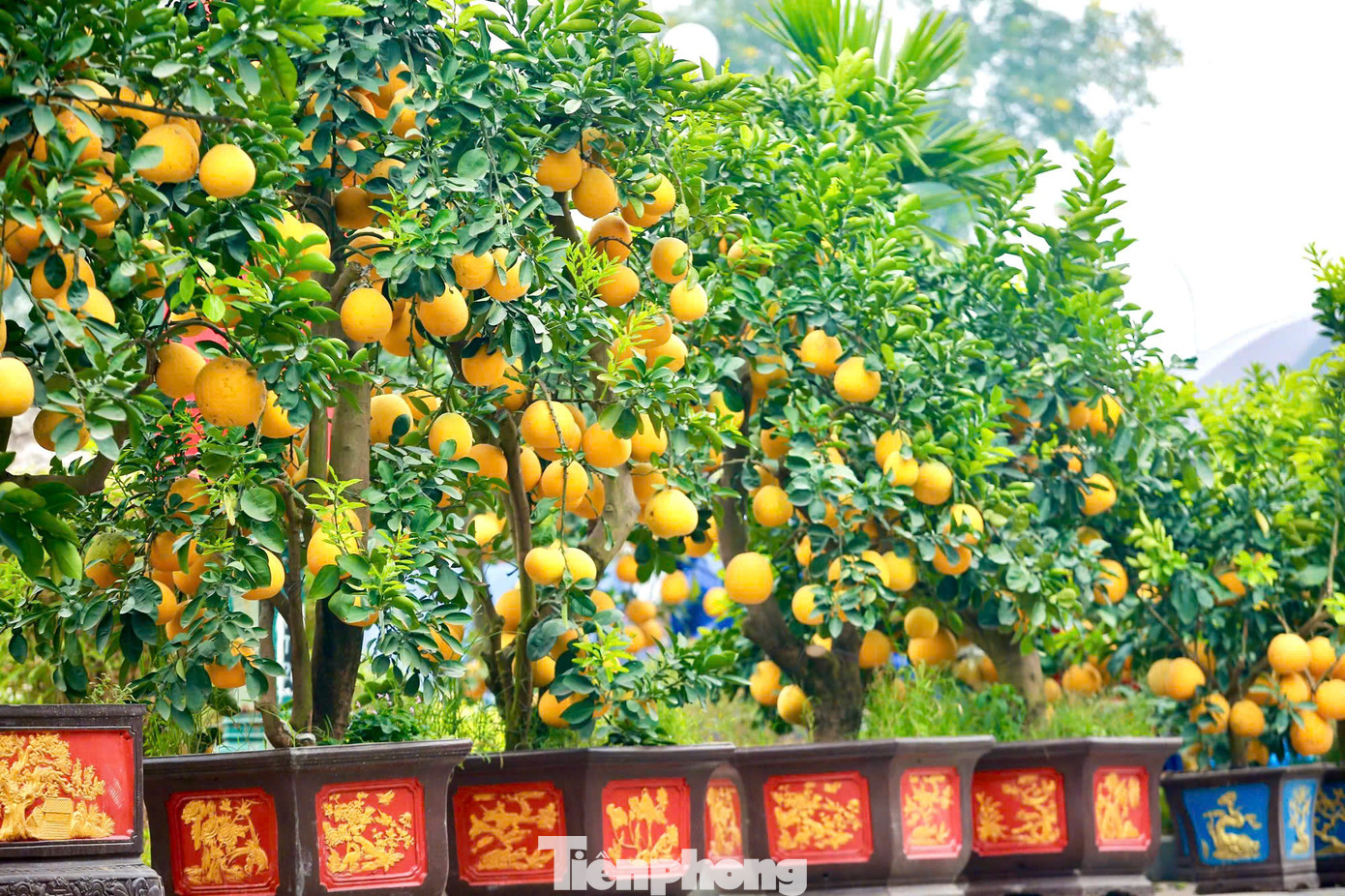 Theo các chủ vườn, bưởi cảnh rất kén người chơi, vì đòi hỏi người chơi phải vừa có kinh tế, vừa có không gian rộng để trưng bày. Những chậu cây quả đều, vàng óng, được bán với giá giao động từ 3 đến 8 triệu đồng/chậu. Những chậu lớn hàng trăm quả có giá hàng chục triệu đồng.