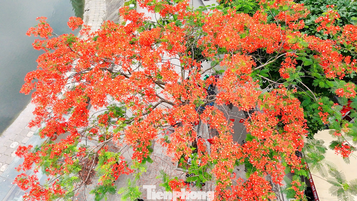 Phượng nở là báo hiệu mùa thi đang đến, mùa chia tay của những học trò cuối cấp. Bởi vậy mà loài hoa này luôn gắn liền với những giây phút lưu luyến, những dòng lưu bút tuổi học trò.