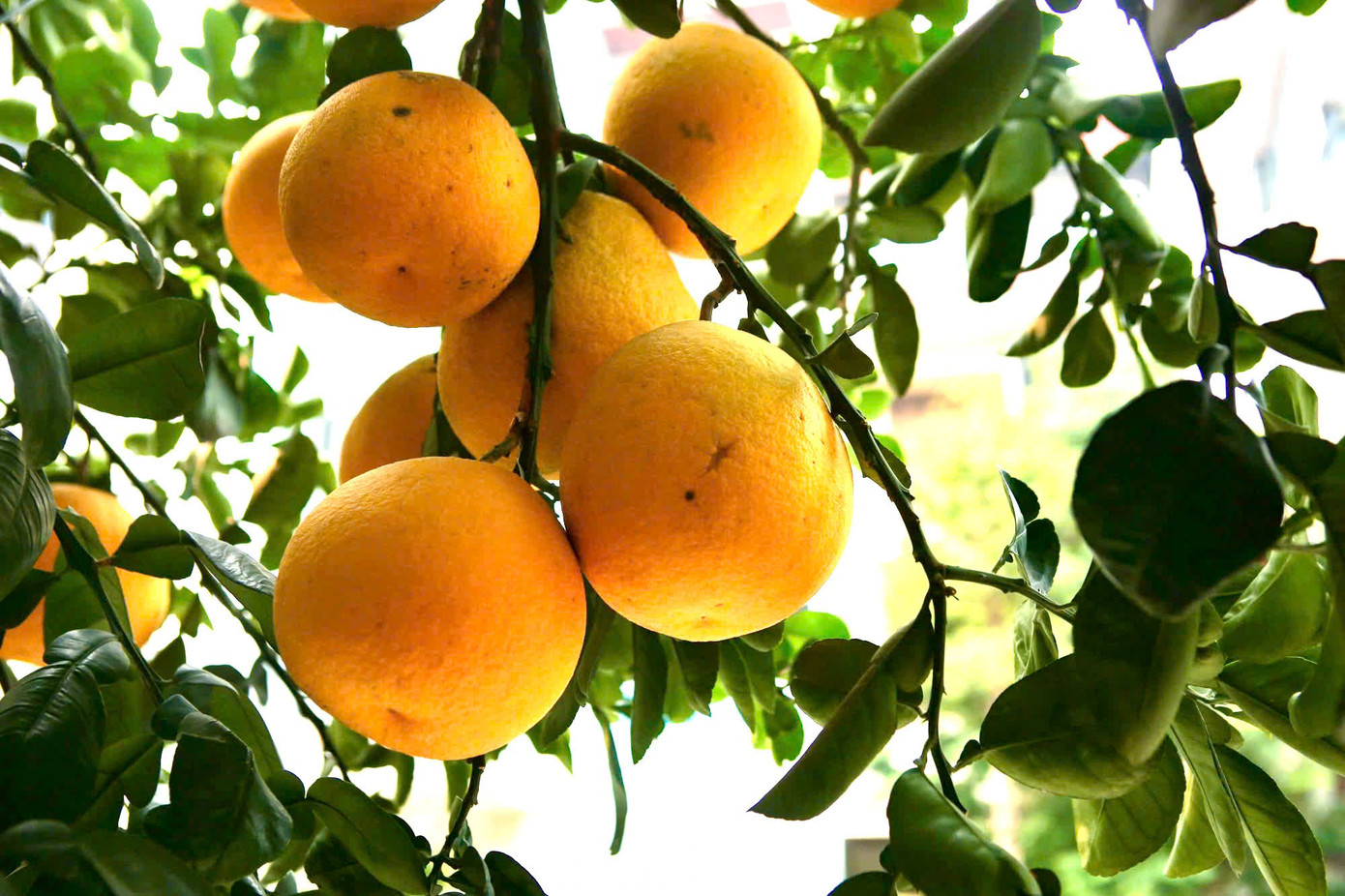 Đặc điểm của bưởi cảnh này là phải ghép nhiều quả trên cây, quả thật thường chỉ chiếm 20-30%, còn lại là quả ghép, có những cây lên tới hàng trăm quả.