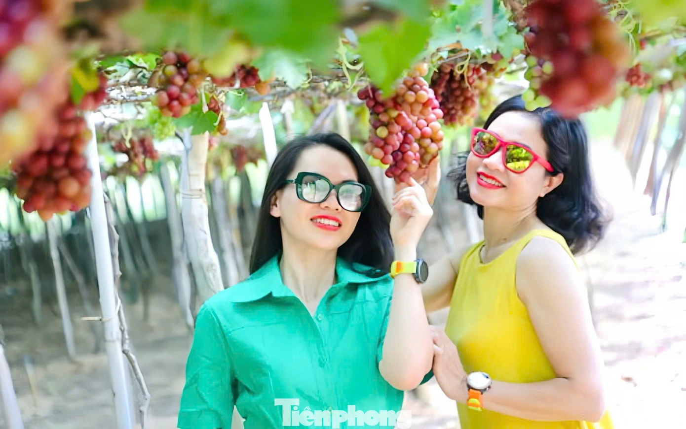 Tự tay hái nho chín mọng trên cây và chụp ảnh lưu lại khoảnh khắc tuyệt đẹp trong khu vườn là trải nghiệm đáng nhớ của khách tham quan.