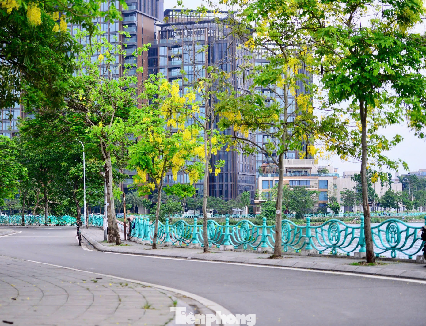 Cứ mỗi độ hè về, muồng hoàng yến đồng loạt trổ hoa vàng ruộm khắp các tuyến phố Hà Nội.