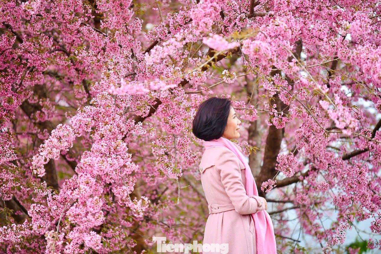 Mai anh đào bung nở khoe sắc trên cao nguyên Mộc Châu thu hút đông đảo giới trẻ đến check-in và lưu lại những khoảnh khắc đẹp trong tiết trời se lạnh.