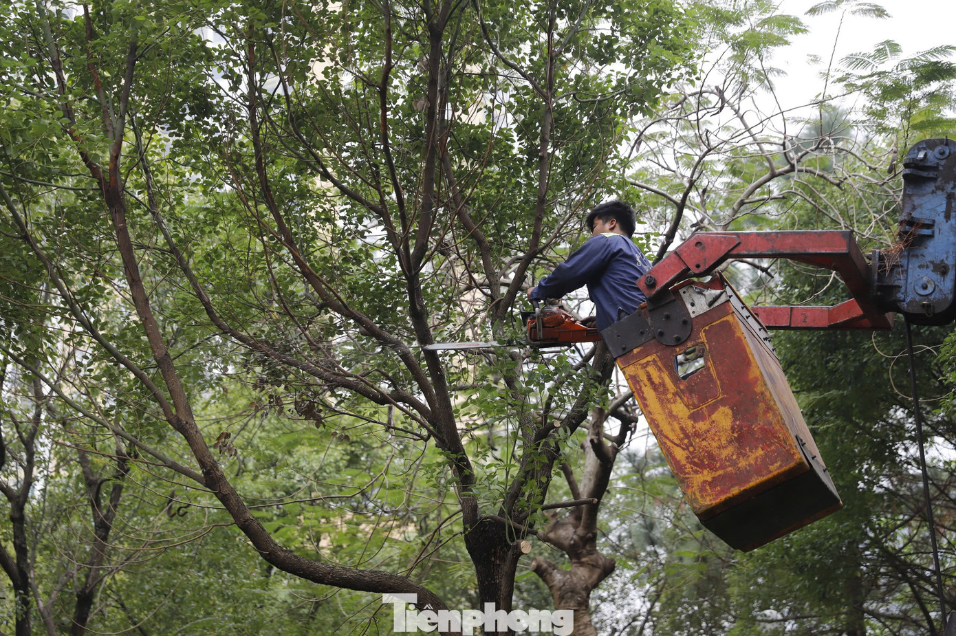 Trước tình trạng xuống cấp của công viên, UBND quận Cầu Giấy đã phê duyệt thiết kế xây dựng triển khai sau thiết kế cơ sở (thiết kế bản vẽ thi công – dự toán) của Dự án Cải tạo, sửa chữa Công viên Cầu Giấy với mức đầu tư tổng cộng là 66 tỷ 280 triệu đồng. Theo ghi nhận của PV sáng 24/2, dù thời tiết không thuận lợi, mưa rét nhưng nhiều tốp công nhân vẫn triển khai lần lượt các hạng mục của dự án cải tạo công viên.