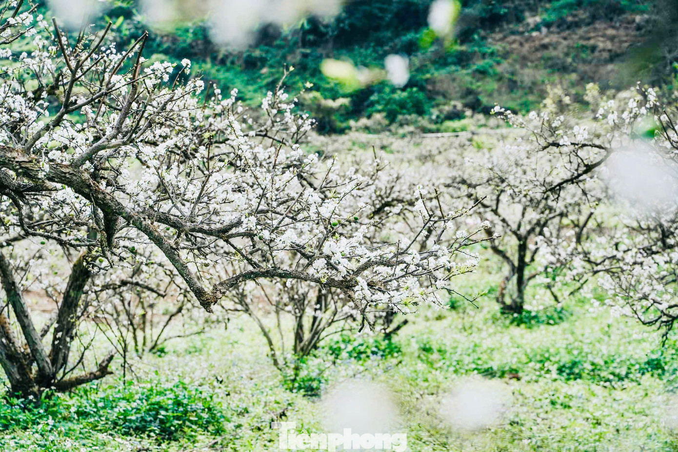 Cuối tháng 1 đến tháng 2 hàng năm là thời điểm hoa mận trên cao nguyên Mộc Châu bắt đầu nở rộ.