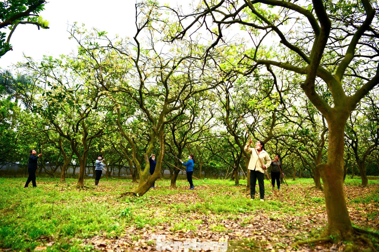 Khi hoa bưởi tỏa hương thơm ngát, cũng là lúc người dân trồng bưởi bắt tay vào công việc quan trọng nhất đó là thụ phấn cho những chùm hoa để cây sớm đậu quả, giúp đem lại năng suất cao. Khi hoa bưởi tỏa hương thơm ngát, cũng là lúc người dân trồng bưởi bắt tay vào công việc quan trọng nhất đó là thụ phấn cho những chùm hoa để cây sớm đậu quả, giúp đem lại năng suất cao.