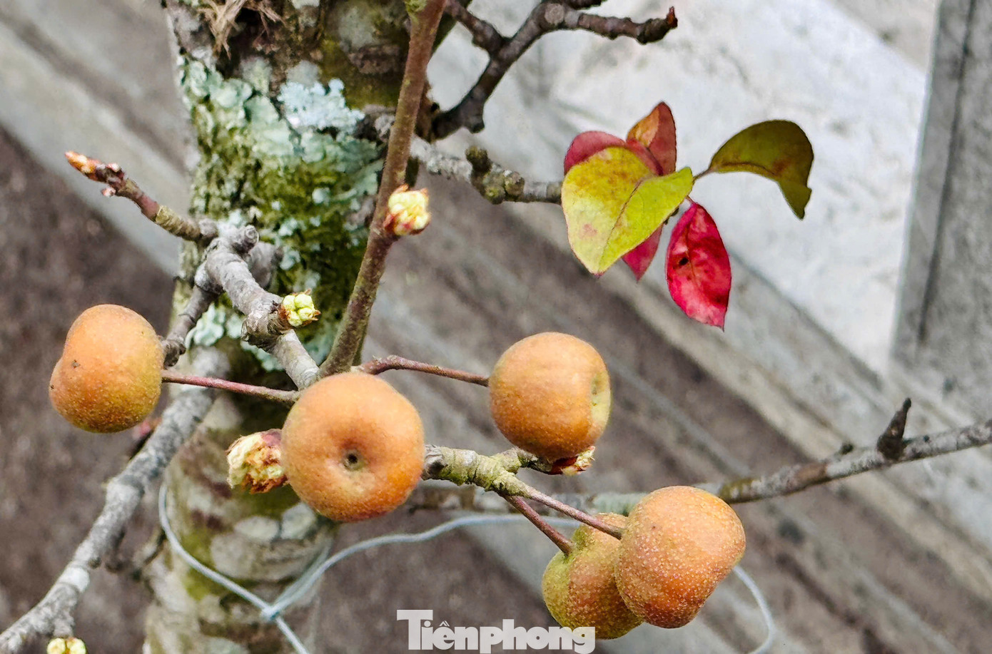 Những cành lê độc, lạ sai trĩu trịt quả với giá từ 1 triệu đến 1,5 triệu đồng. Những cành lê độc, lạ sai trĩu trịt quả với giá từ 1 triệu đến 1,5 triệu đồng.