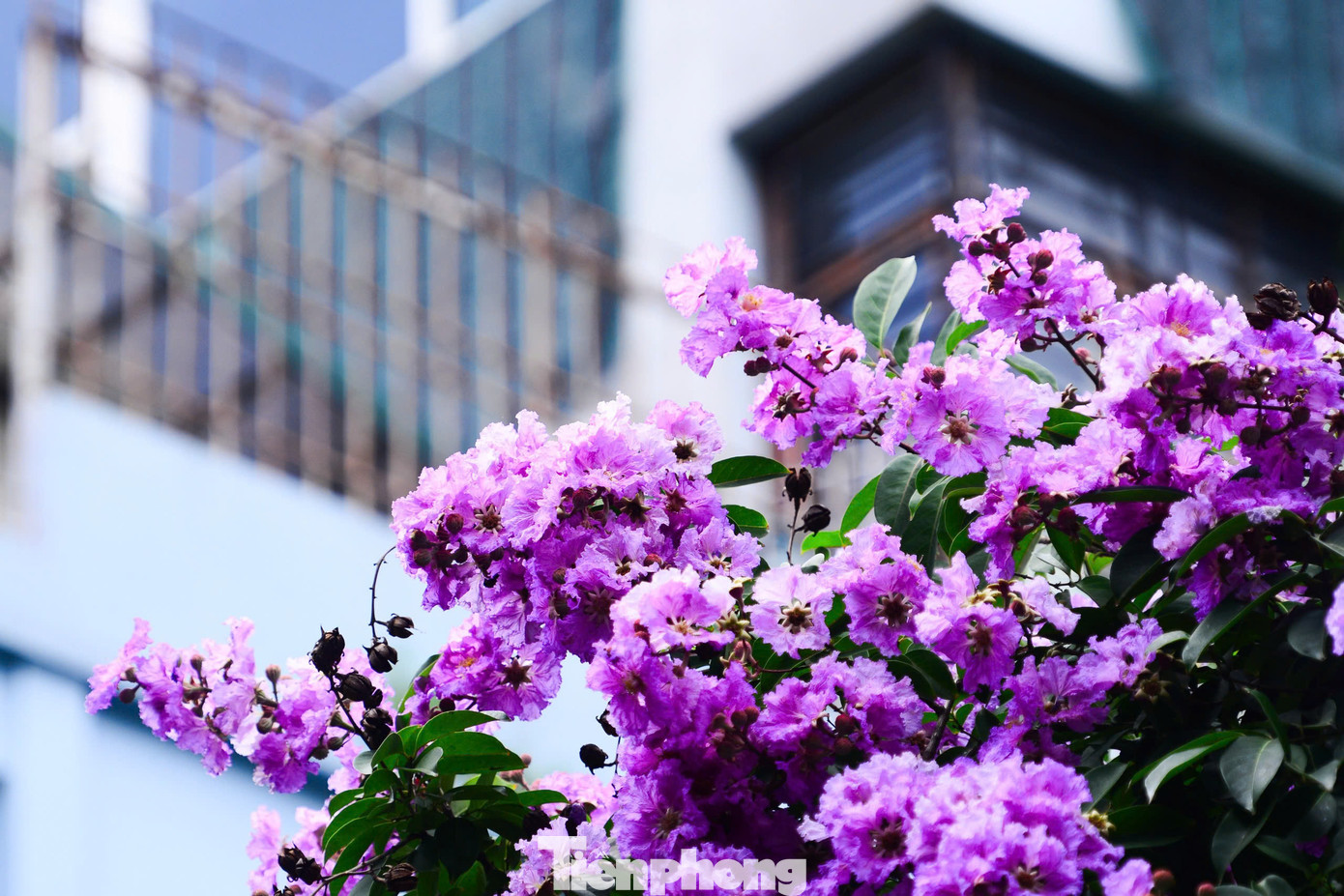 Với ưu điểm là cây bóng mát, phù hợp với không gian đô thị, do đó, cây bằng lăng được trồng nhiều ở các tuyến phố Hà Nội như phố Kim Mã, Đinh Tiên Hoàng, Thợ Nhuộm...