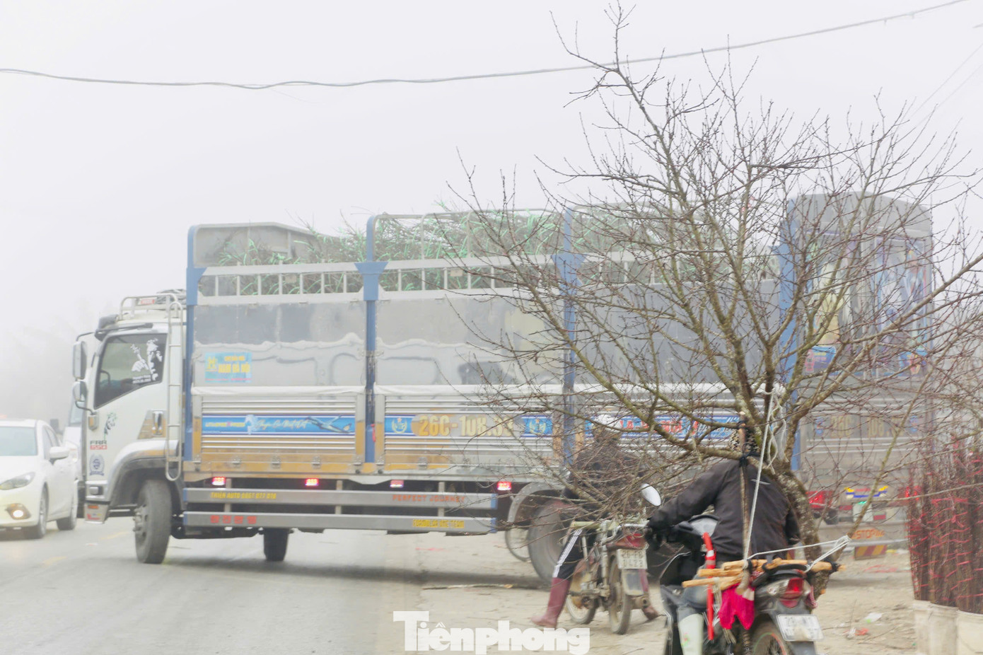 Giá cây đào ở đây dao động từ khoảng 300.000 - 1.000.000 đồng tùy kích thước và kiểu dáng. Những gốc đào xù xì rêu mốc cổ thụ lâu năm có giá lên tới vài triệu đồng. Giá cây đào ở đây dao động từ khoảng 300.000 - 1.000.000 đồng tùy kích thước và kiểu dáng. Những gốc đào xù xì rêu mốc cổ thụ lâu năm có giá lên tới vài triệu đồng.