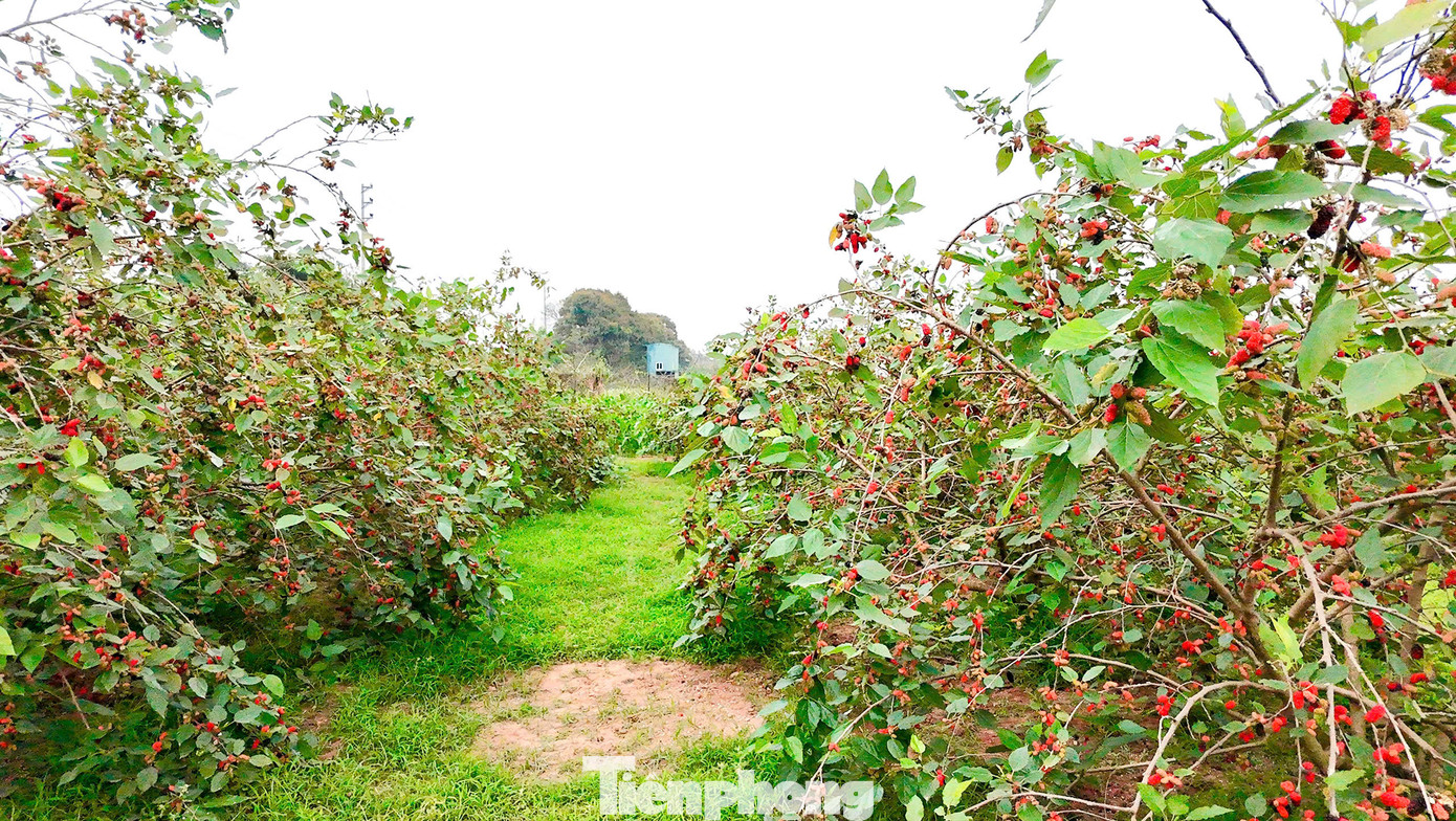 Người dân ở đây cho biết, dâu tằm chủ yếu được trồng nhiều tại các khu vực ven sông Đáy bởi đất đai màu mỡ, nhiều dinh dưỡng, phù hợp với sự sinh trưởng của cây. Đây là loại cây dễ trồng, dễ chăm sóc, người trồng không cần phải mất nhiều công sức chăm bón. Để nhân giống dâu tằm, chỉ cần chiết cành cẩn thận. Sau một năm, cây dâu đã có thể cho thu hoạch. Người dân ở đây cho biết, dâu tằm chủ yếu được trồng nhiều tại các khu vực ven sông Đáy bởi đất đai màu mỡ, nhiều dinh dưỡng, phù hợp với sự sinh trưởng của cây. Đây là loại cây dễ trồng, dễ chăm sóc, người trồng không cần phải mất nhiều công sức chăm bón. Để nhân giống dâu tằm, chỉ cần chiết cành cẩn thận. Sau một năm, cây dâu đã có thể cho thu hoạch.
