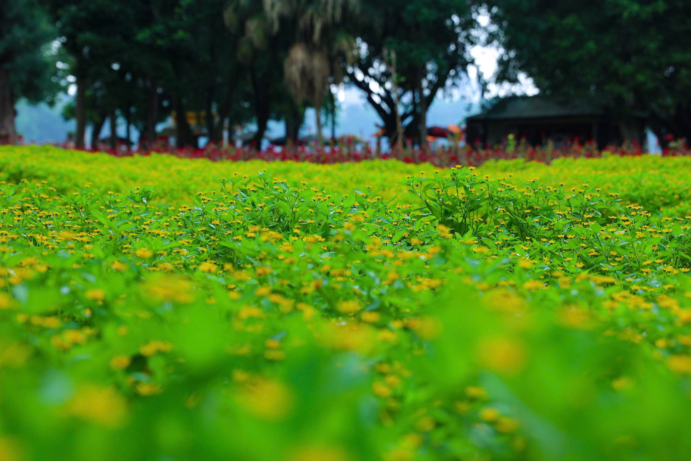 Cảnh quan hài hòa giữa cây xanh, thảm hoa và mặt nước mang lại cảm giác thư thái, dễ chịu giữa lòng thành phố giữa ngày hè oi bức.