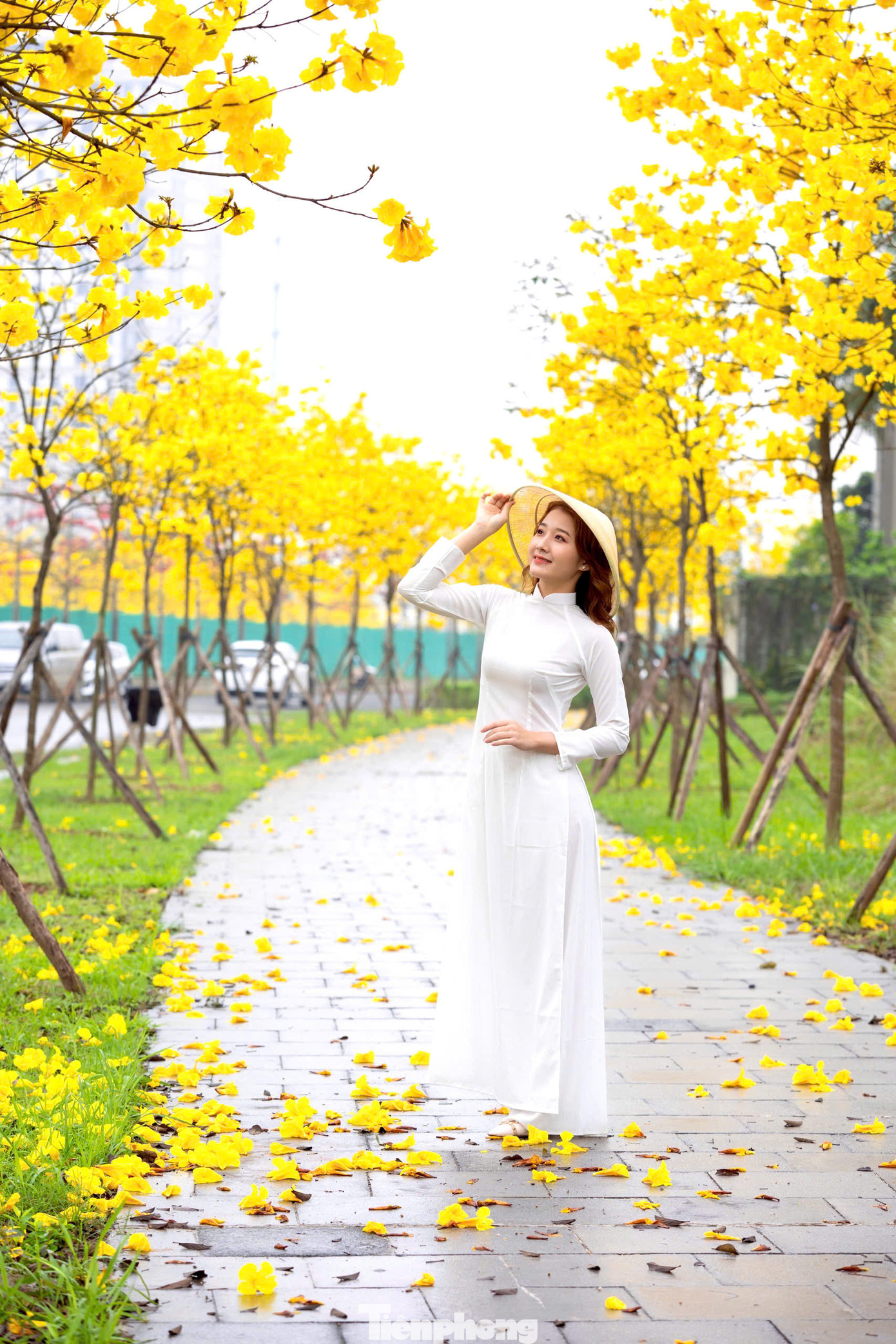 Sắc vàng nổi bật của loài hoa này nhanh chóng thu hút nhiều nàng thơ đến thả dáng tạo hình chụp ảnh.