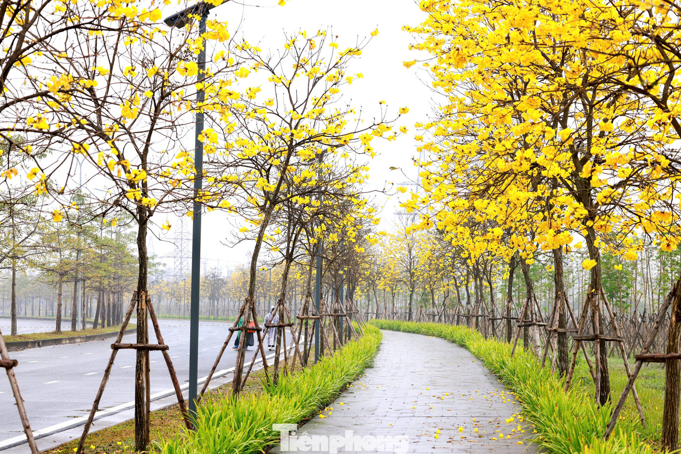 Đây là giống cây thân gỗ, hình trụ tròn và có chiều cao từ 2-8 m, đường kính gốc 15 cm.