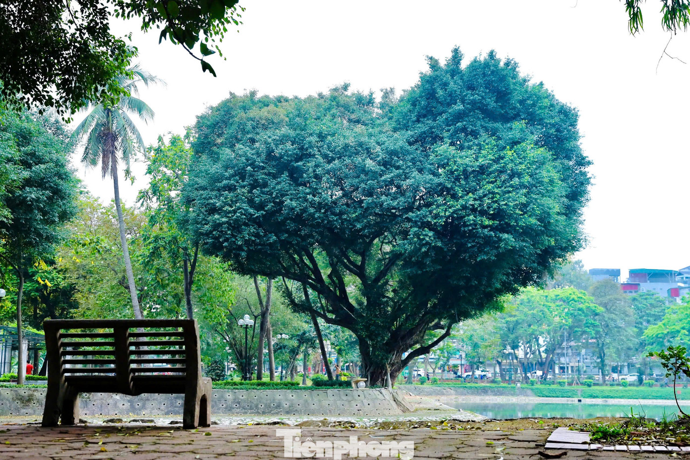 Không gian xanh mát rộng hơn 50ha vẫn phát huy tốt công năng sử dụng, khẳng định là vai trò "lá phổi xanh" không thể thay thế của Thủ đô trong nhiều năm qua. Công viên Thống Nhất từ lâu đã trở thành điểm tựa tinh thần - nơi con người được sống chậm lại, kết nối với thiên nhiên, và cảm nhận giá trị của sự sum họp, của hòa bình. Tối 27/4/2025, tại khu vực sân khấu Đa năng Công viên Thống Nhất sẽ là điểm bắn pháo hoa trong khuôn khổ chương trình Cầu truyền hình trực tiếp toàn quốc “Vang mãi khúc khải hoàn”. Màn trình diễn pháo hoa không chỉ là nghệ thuật ánh sáng mà còn là biểu tượng cho tinh thần dân tộc, cho khát vọng hòa bình và thống nhất bền vững.