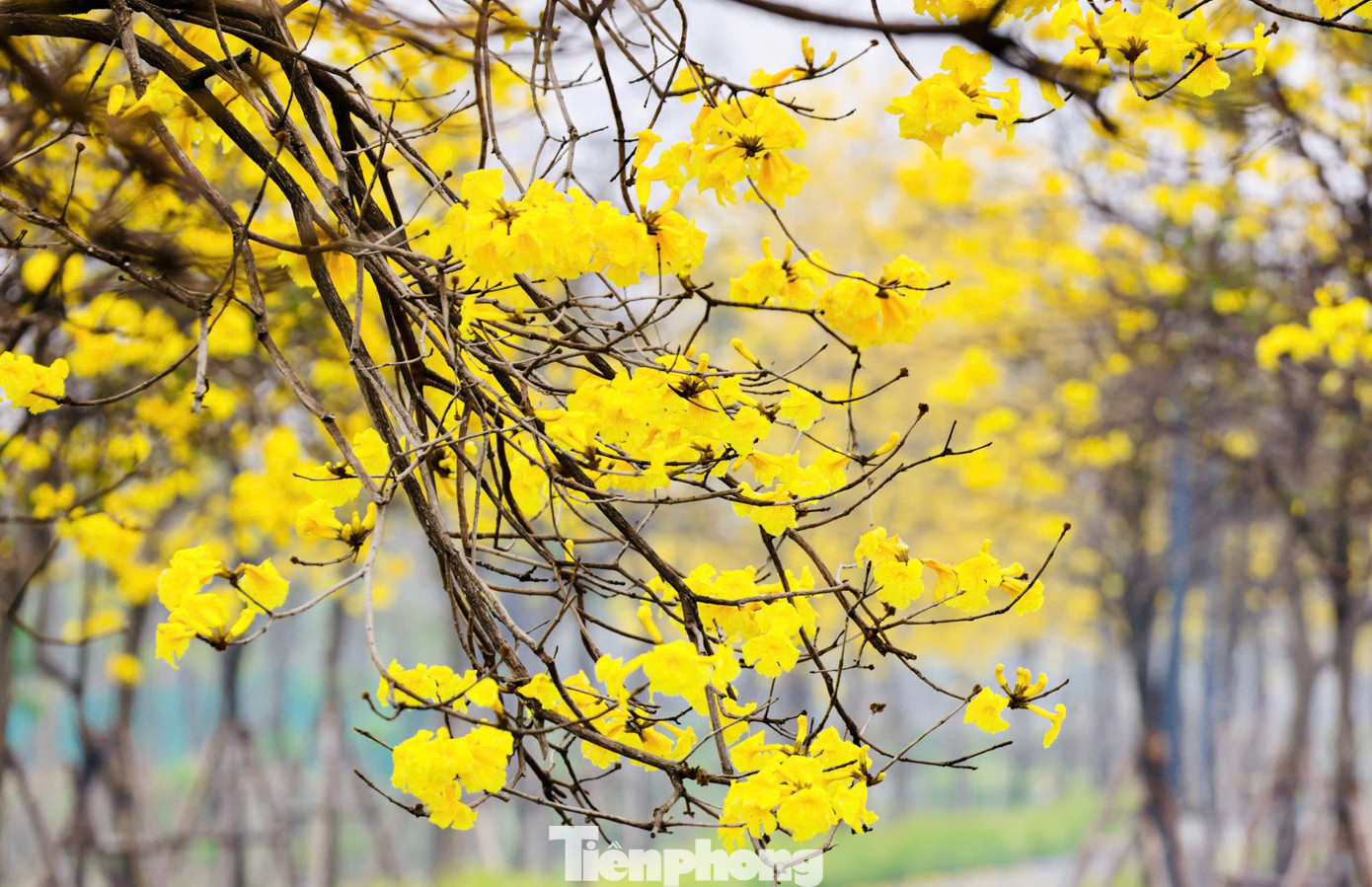 Đây là giống cây thân gỗ, hình trụ tròn và có chiều cao từ 2-8 m, đường kính gốc 15 cm.