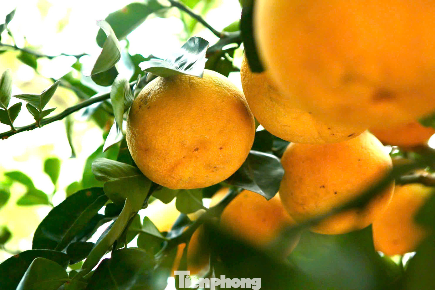 Đặc điểm của bưởi cảnh này là phải ghép nhiều quả trên cây, quả thật thường chỉ chiếm 20-30%, còn lại là quả ghép, có những cây lên tới hàng trăm quả.