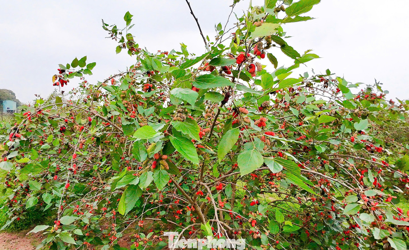 Người dân ở đây cho biết, dâu tằm chủ yếu được trồng nhiều tại các khu vực ven sông Đáy bởi đất đai màu mỡ, nhiều dinh dưỡng, phù hợp với sự sinh trưởng của cây. Đây là loại cây dễ trồng, dễ chăm sóc, người trồng không cần phải mất nhiều công sức chăm bón. Để nhân giống dâu tằm, chỉ cần chiết cành cẩn thận. Sau một năm, cây dâu đã có thể cho thu hoạch. Người dân ở đây cho biết, dâu tằm chủ yếu được trồng nhiều tại các khu vực ven sông Đáy bởi đất đai màu mỡ, nhiều dinh dưỡng, phù hợp với sự sinh trưởng của cây. Đây là loại cây dễ trồng, dễ chăm sóc, người trồng không cần phải mất nhiều công sức chăm bón. Để nhân giống dâu tằm, chỉ cần chiết cành cẩn thận. Sau một năm, cây dâu đã có thể cho thu hoạch.