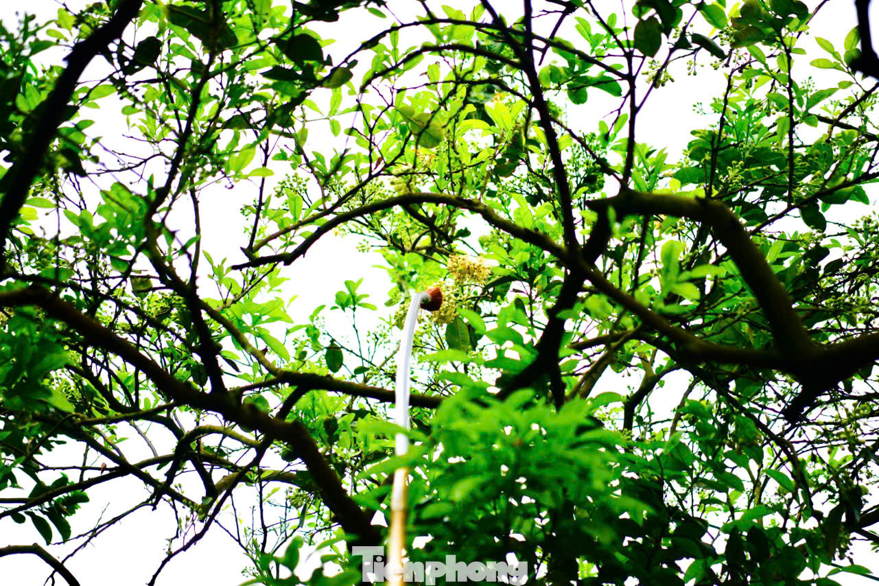 Cách thụ phấn bằng tay cho hoa bưởi là dựa trên nguyên tắc thụ phấn chéo, tức là nhị của hoa này sẽ kết hợp với nhụy của hoa khác, không bắt buộc là trên cùng một bông", chị Ngọc cho biết. Cách thụ phấn bằng tay cho hoa bưởi là dựa trên nguyên tắc thụ phấn chéo, tức là nhị của hoa này sẽ kết hợp với nhụy của hoa khác, không bắt buộc là trên cùng một bông", chị Ngọc cho biết.