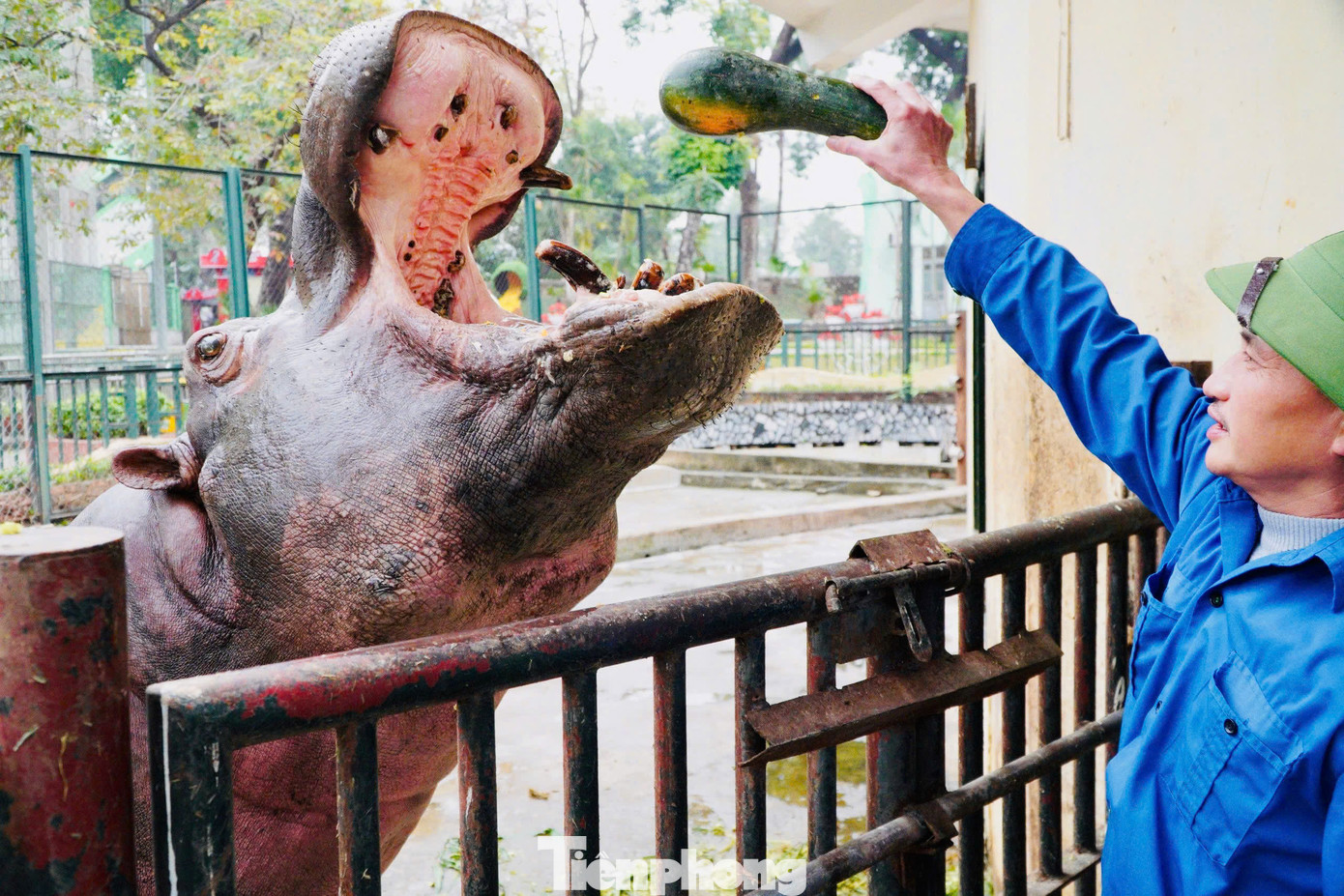 Khẩu phần ăn nhiều dinh dưỡng gồm các loại củ quả giàu năng lượng như khoai, bí ngô, cà rốt được tăng cường để động vật có thêm sức đề kháng.