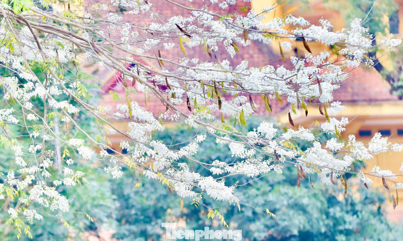 Màu trắng hoa sưa không sặc sỡ nhưng nổi bật trên mái ngói cổ kính của đường phố Hà Nội.