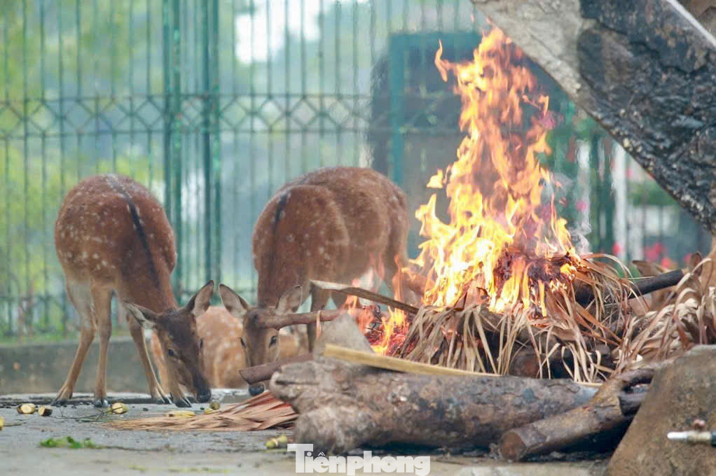 Ông Lê Sĩ Dũng, Chủ tịch Công ty TNHH một thành viên Vườn thú Hà Nội cho hay, Vườn thú Hà Nội hiện có gần 600 cá thể thuộc hơn 100 loài gồm: 5 loài bò sát lưỡng cư, 40 loài cá nước mặn, 35 loài thú, 50 loài chim… Hằng năm Vườn thú Hà Nội đều xây dựng kế hoạch chống rét cho các loài động vật, đặc biệt là những ngày giá lạnh, rét buốt.