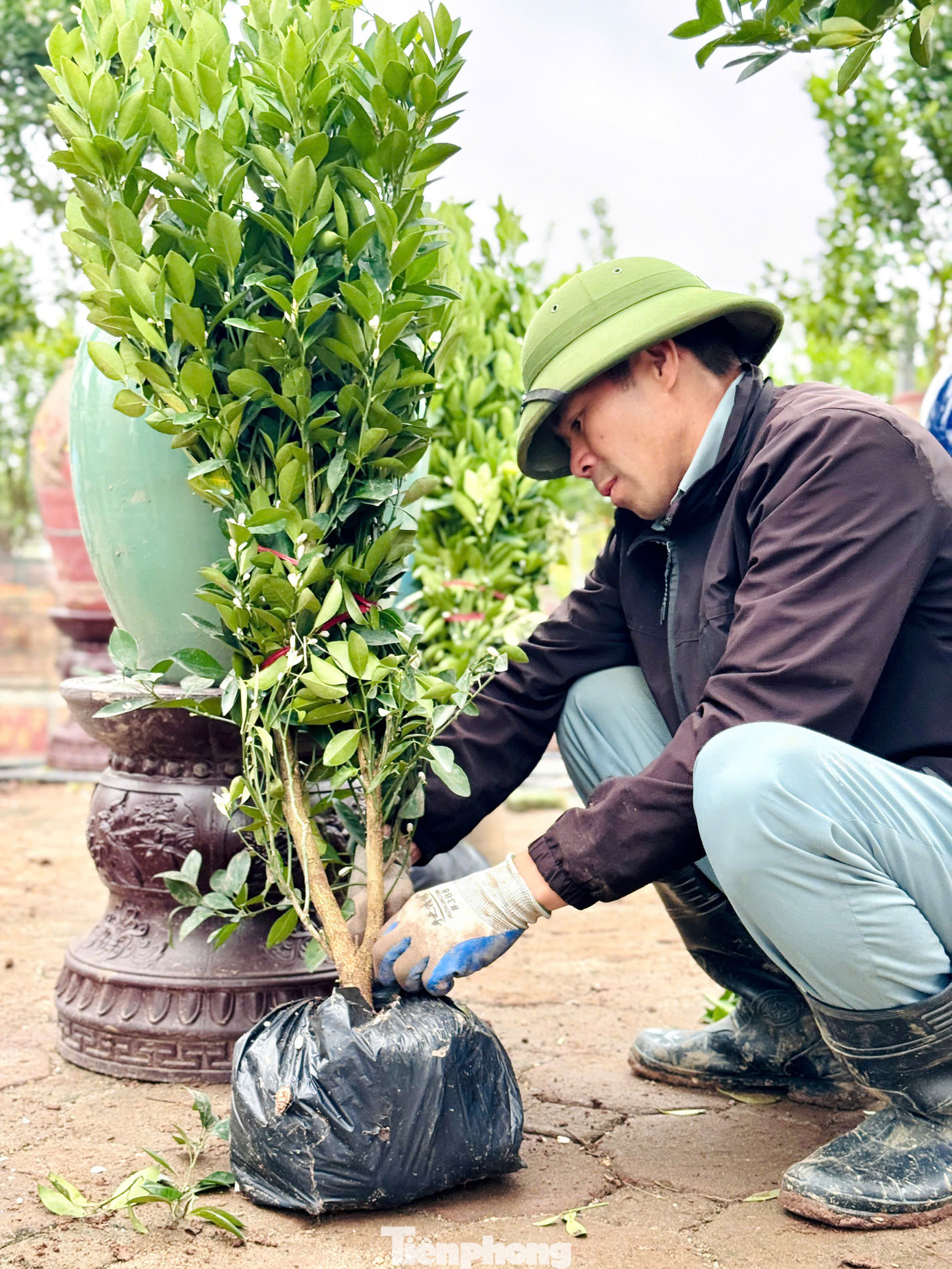 "Tôi làm thuê với công khoảng 500.000 đồng/ngày, công việc chủ yếu là vận chuyển cây, cho đất vào từng chậu rồi vun trồng, sau đó tưới nước và đợi cây phát triển", một công nhân chia sẻ.