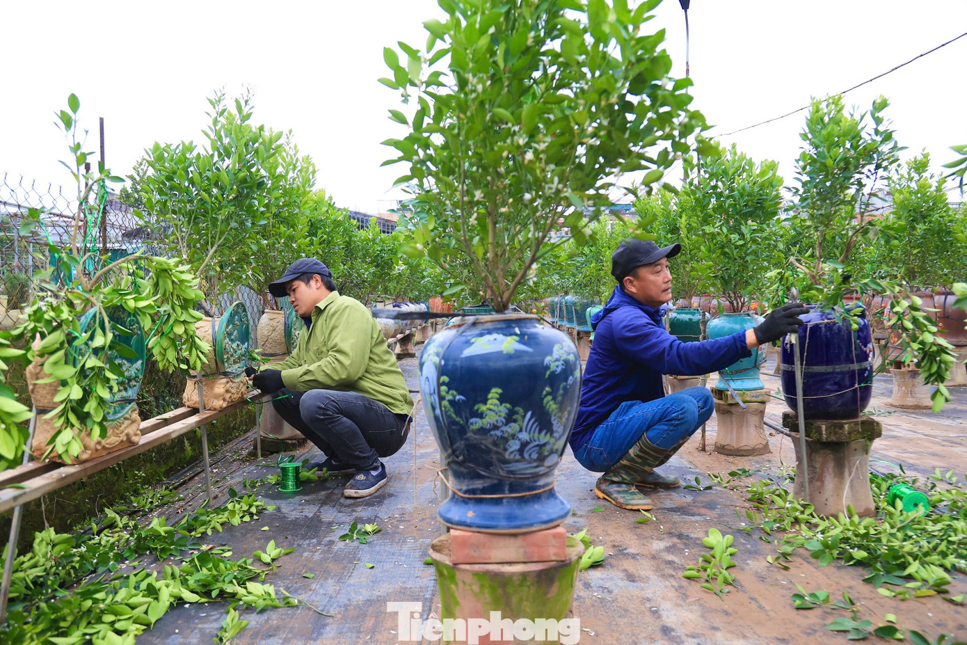 "Tạo dáng quất cảnh khó nhất là dựa vào thế của ngọn để uốn cành sao cho các cành, các nhánh quất vào đúng hướng, không làm gãy cành", anh Dũng thợ thâm niên lâu năm trong nghề chia sẻ.