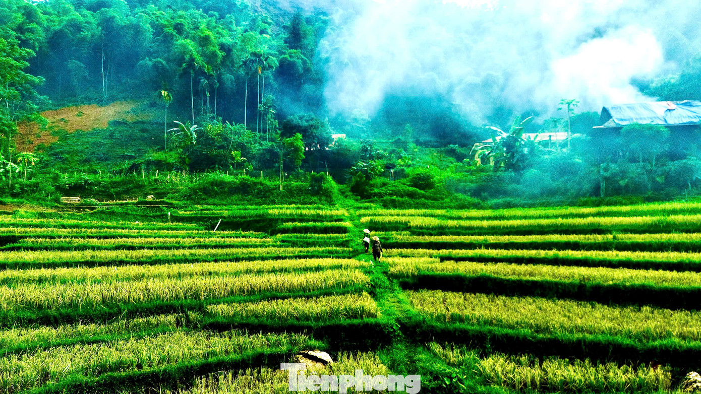 Hiện tại, Pù Luông đã bước vào mùa lúa chín đầu tiên trong năm. Nơi đây có hai vụ lúa, tháng 5, 6 và tháng 9, 10. Hiện tại, Pù Luông đã bước vào mùa lúa chín đầu tiên trong năm. Nơi đây có hai vụ lúa, tháng 5, 6 và tháng 9, 10.