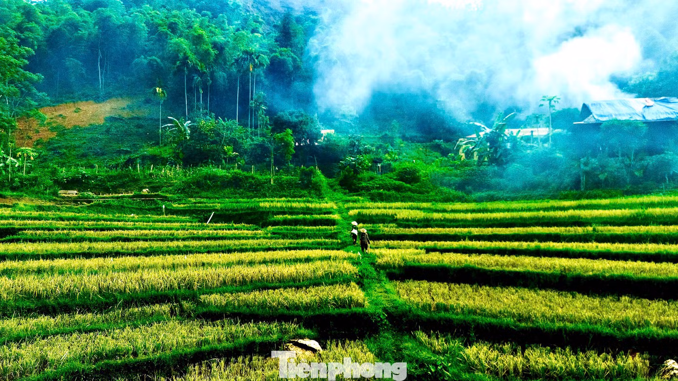 Hiện tại, Pù Luông đã bước vào mùa lúa chín đầu tiên trong năm. Nơi đây có hai vụ lúa, tháng 5, 6 và tháng 9, 10.