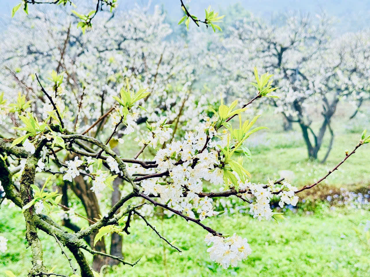 Cuối tháng 1 đến tháng 2 hàng năm là thời điểm hoa mận trên cao nguyên Mộc Châu bắt đầu nở rộ. Cuối tháng 1 đến tháng 2 hàng năm là thời điểm hoa mận trên cao nguyên Mộc Châu bắt đầu nở rộ.