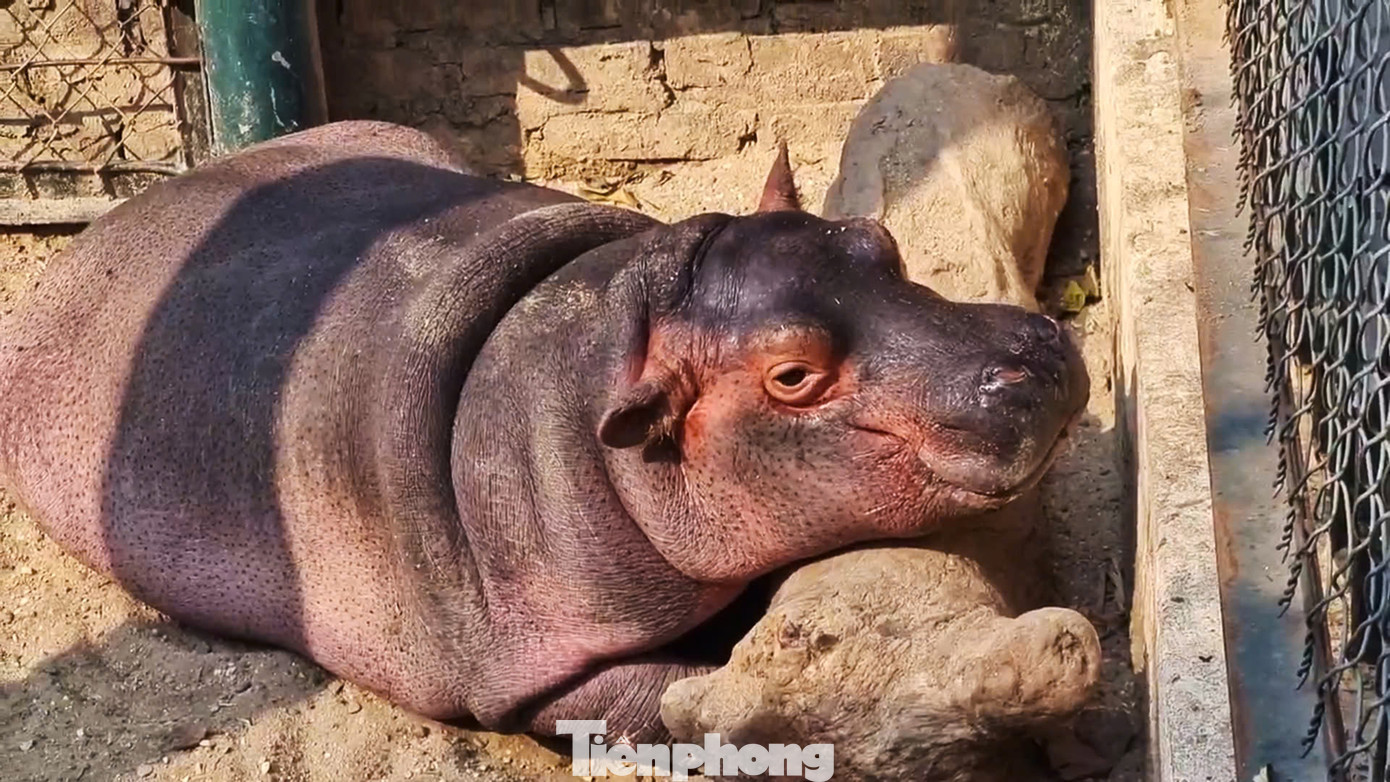 Vườn thú Hà Nội đã tổ chức một cuộc thi đặt tên cho chú hà mã đầu tiên được sinh ra ở nơi này, cuộc thi thu hút đông đảo sự quan tâm của cộng đồng với thông điệp bảo vệ thiên nhiên, lan tỏa ý thức bảo tồn động vật quý hiếm.