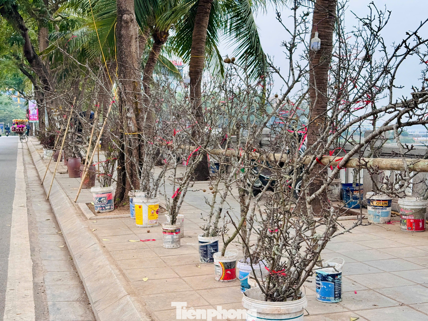 Đặc biệt năm nay, những cành lê trĩu quả xuất hiện trên phố Lạc Long Quân khiến nhiều người yêu thích. Đặc biệt năm nay, những cành lê trĩu quả xuất hiện trên phố Lạc Long Quân khiến nhiều người yêu thích.