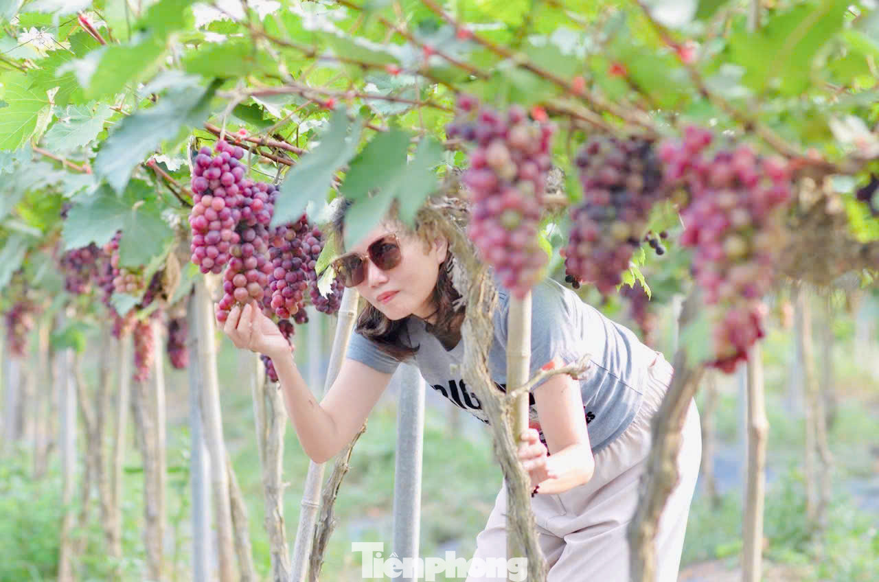 Những cây nho ở đây không quá cao nên các bạn trẻ có thể dễ dàng tự mình hái những chùm nho chín mọng.