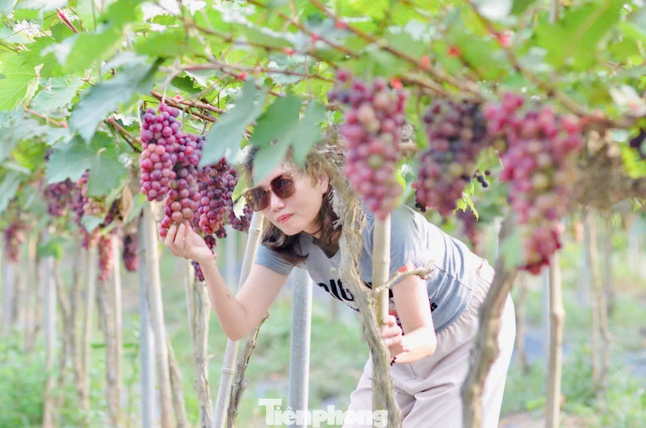 Những cây nho ở đây không quá cao nên các bạn trẻ có thể dễ dàng tự mình hái những chùm nho chín mọng.