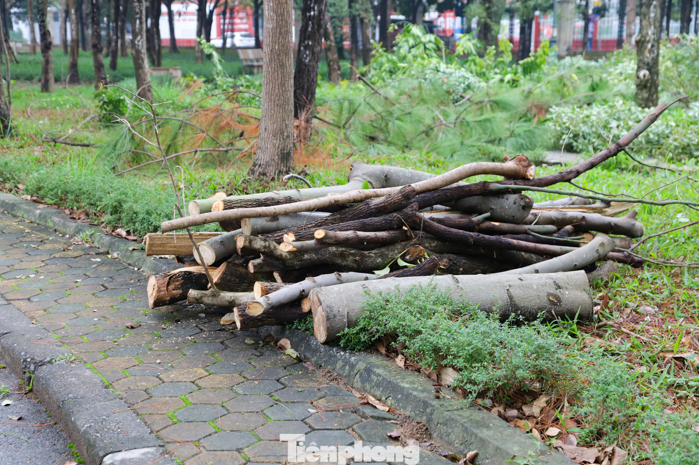 Công nhân đang tập trung đánh chuyển một phần cây xanh trong công viên để lấy không gian thực hiện các hạng mục cải tạo theo thiết kế đã được phê duyệt.