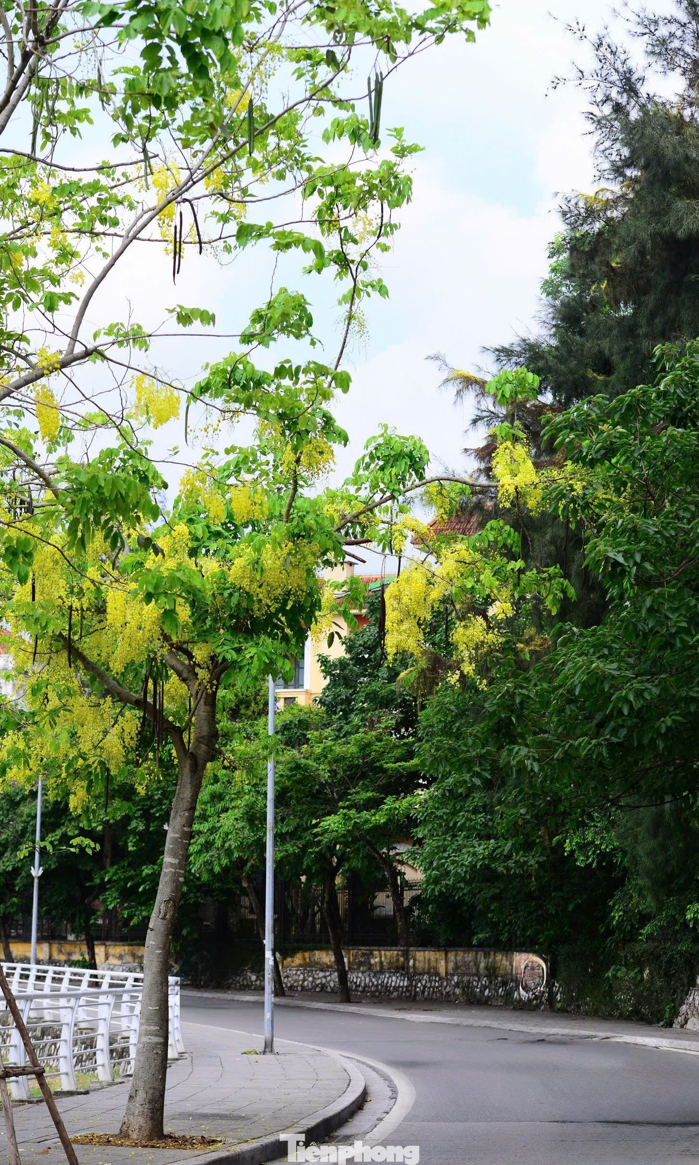 Cây muồng hoàng yến có thể cao từ 10-12m, thường được trồng ven đường, công viên, hồ nước... góp phần làm dịu mát không gian và tạo điểm nhấn cho cảnh quan đô thị của Thủ đô.