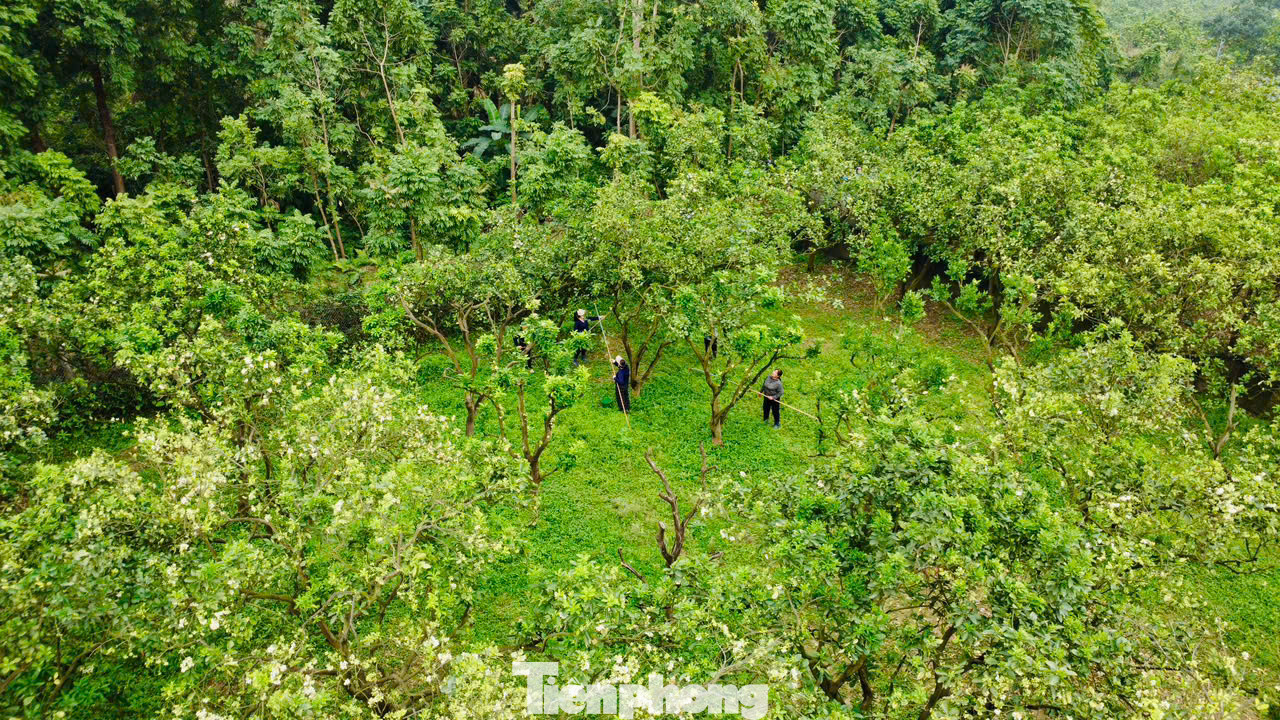 Hàng năm vào đầu tháng 3, để cây bưởi thụ phấn tốt và tăng tỉ lệ đậu quả cao, người dân ở vùng trồng bưởi Diễn tại quận Bắc Từ Liêm, Hà Nội lại bắt tay vào công đoạn thụ phấn bổ sung cho hoa. Hàng năm vào đầu tháng 3, để cây bưởi thụ phấn tốt và tăng tỉ lệ đậu quả cao, người dân ở vùng trồng bưởi Diễn tại quận Bắc Từ Liêm, Hà Nội lại bắt tay vào công đoạn thụ phấn bổ sung cho hoa.