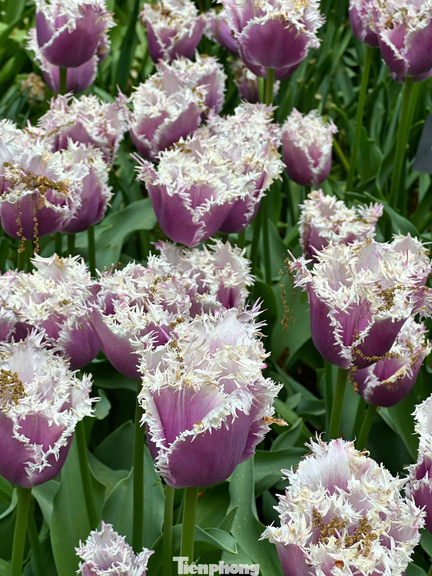 Để ngắm hoa, cách phổ biến nhất: Đi tàu từ Ga Trung tâm Amsterdam (Amsterdam Centraal) đến Sân bay Schiphol (khoảng 15-20 phút). Từ đây, bạn bắt Keukenhof Express Bus (tuyến 858) thẳng đến cổng vườn hoa (khoảng 30-35 phút). Bạn nên mua vé Combo Ticket bao gồm vé vào cổng Keukenhof và vé xe buýt khứ hồi từ Amsterdam (Schiphol, Leiden, hoặc thậm chí một số điểm trong trung tâm Amsterdam tùy theo mùa và nhà cung cấp).