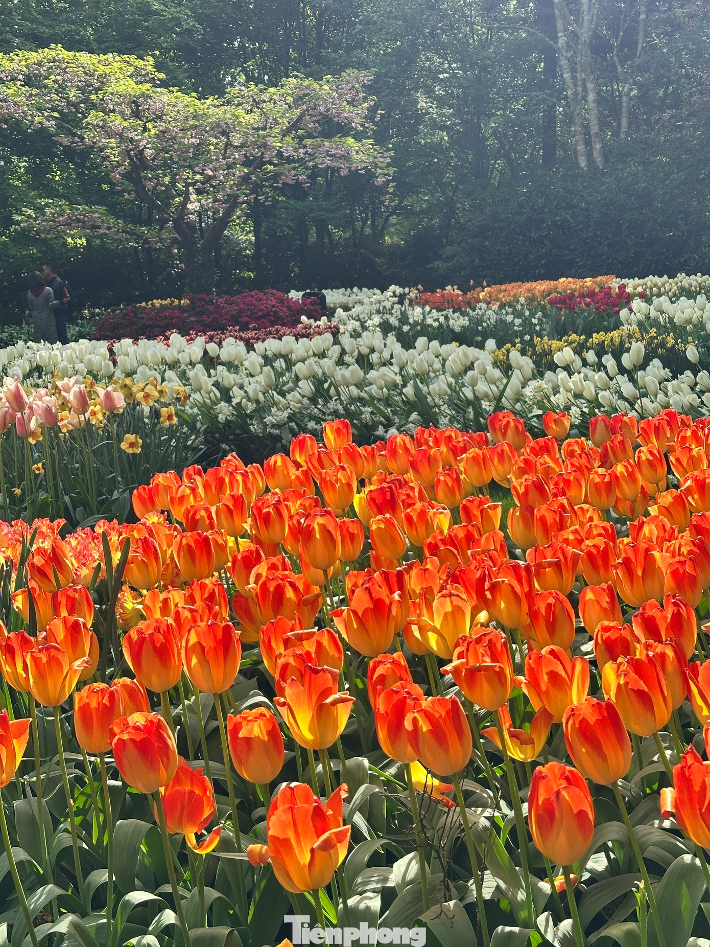 Được mệnh danh là "Vườn châu Âu", Keukenhof tại Lisse là một trong những vườn hoa lớn nhất thế giới. Với hơn 7 triệu bông hoa tulip, thủy tiên, dạ lan hương và nhiều loài hoa củ khác được trồng tỉ mỉ, Keukenhof mang đến một bản giao hưởng màu sắc và hương thơm khó quên.