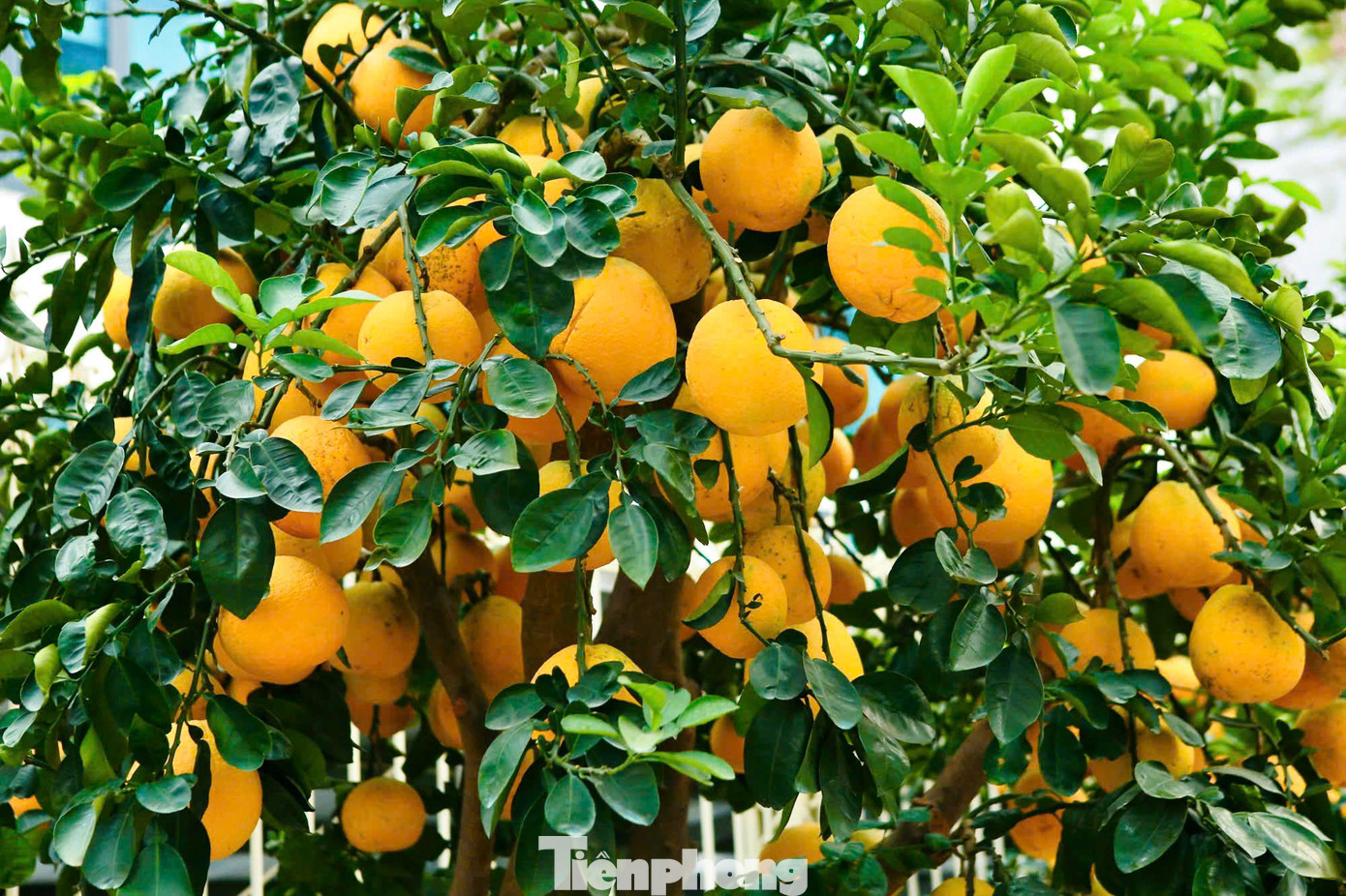 Những cây bưởi Diễn ghép quả trĩu cành, vàng óng thu hút sự quan tâm của người dân chơi Tết Nguyên đán Ất Tỵ 2025.