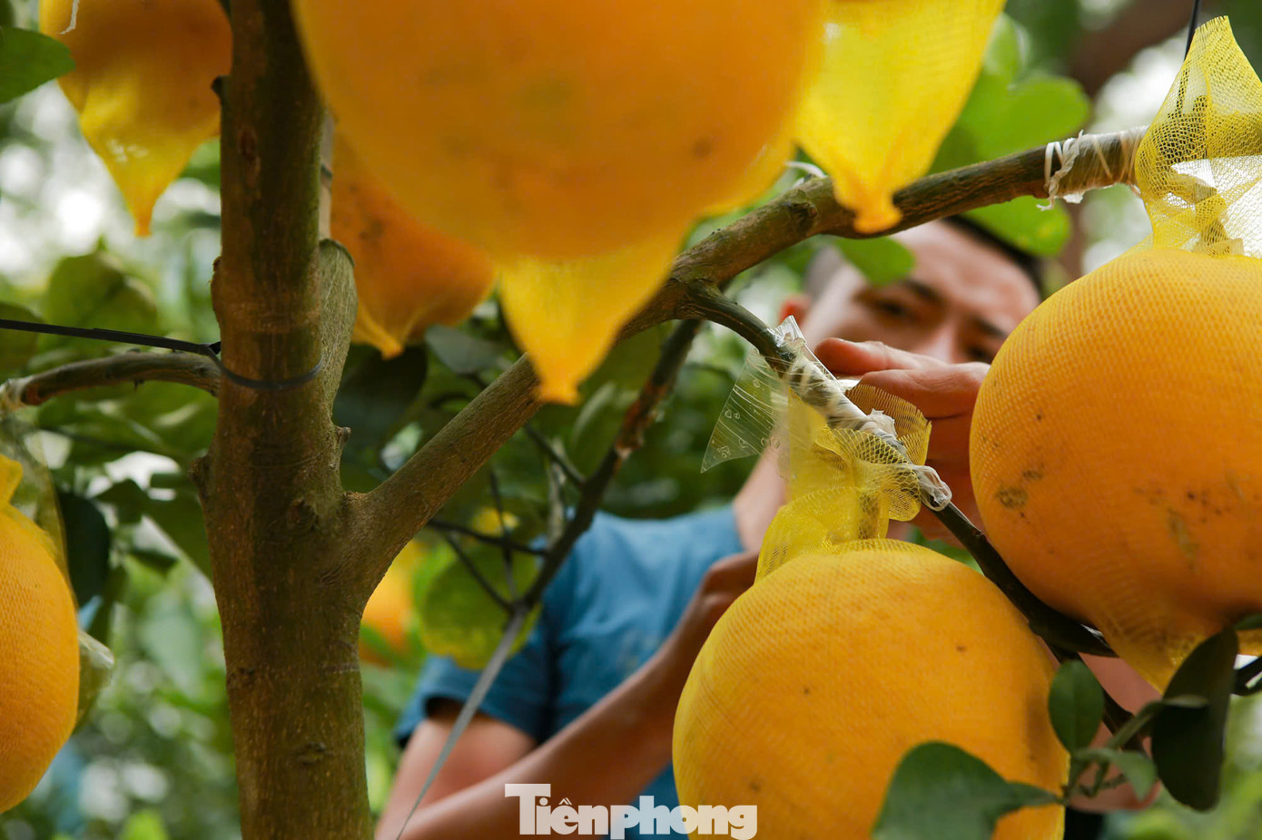 Để bảo đảm quả bưởi ghép được chắn chắn trong quá trình vận chuyển, người thợ dùng băng dính cố định những quả bưởi nhằm tránh rơi rụng.