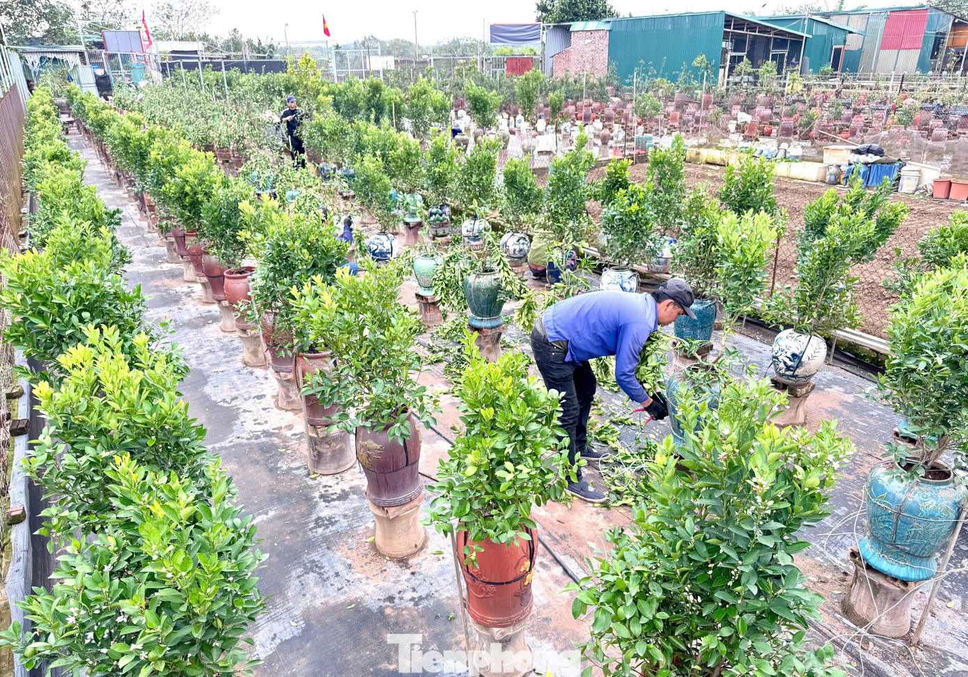 Sau cả tháng bị bứng khỏi đất vườn, để một gốc quất đã héo đâm chồi nảy lộc trở lại là một công việc không dễ dàng nên công đoạn cắt, uốn tỉa, tạo dáng các nhà vườn phải làm khẩn trương. "Chúng tôi thiếu người có kỹ thuật nên phải thuê các thợ vườn có tay nghề cao đến từ Hưng Yên làm cho kịp tiến độ, nắng lên là cây hỏng hết", một chủ nhà vườn chia sẻ.