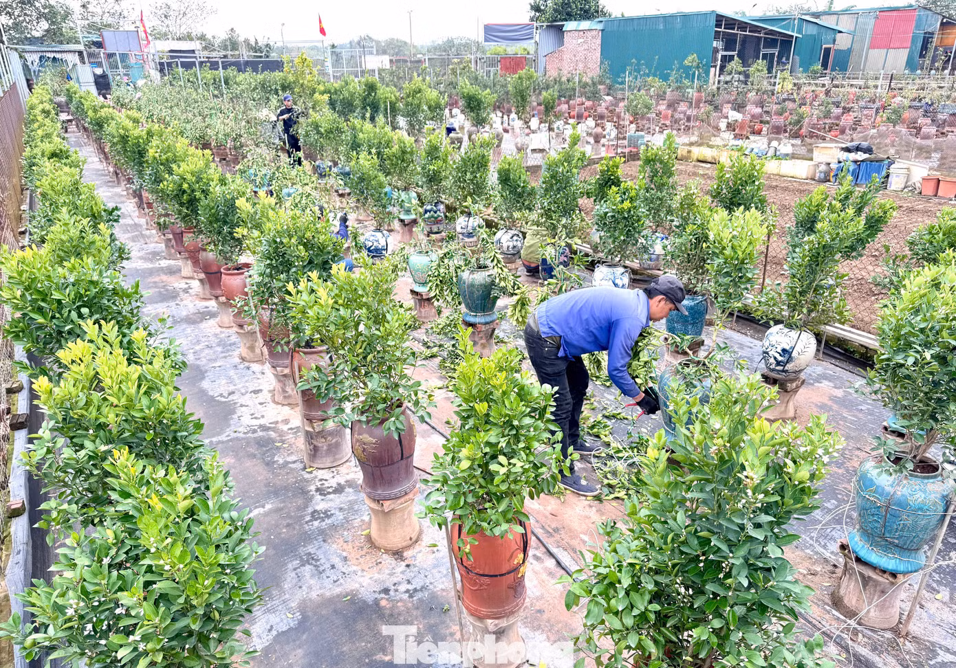 Sau cả tháng bị bứng khỏi đất vườn, để một gốc quất đã héo đâm chồi nảy lộc trở lại là một công việc không dễ dàng nên công đoạn cắt, uốn tỉa, tạo dáng các nhà vườn phải làm khẩn trương. "Chúng tôi thiếu người có kỹ thuật nên phải thuê các thợ vườn có tay nghề cao đến từ Hưng Yên làm cho kịp tiến độ, nắng lên là cây hỏng hết", một chủ nhà vườn chia sẻ.