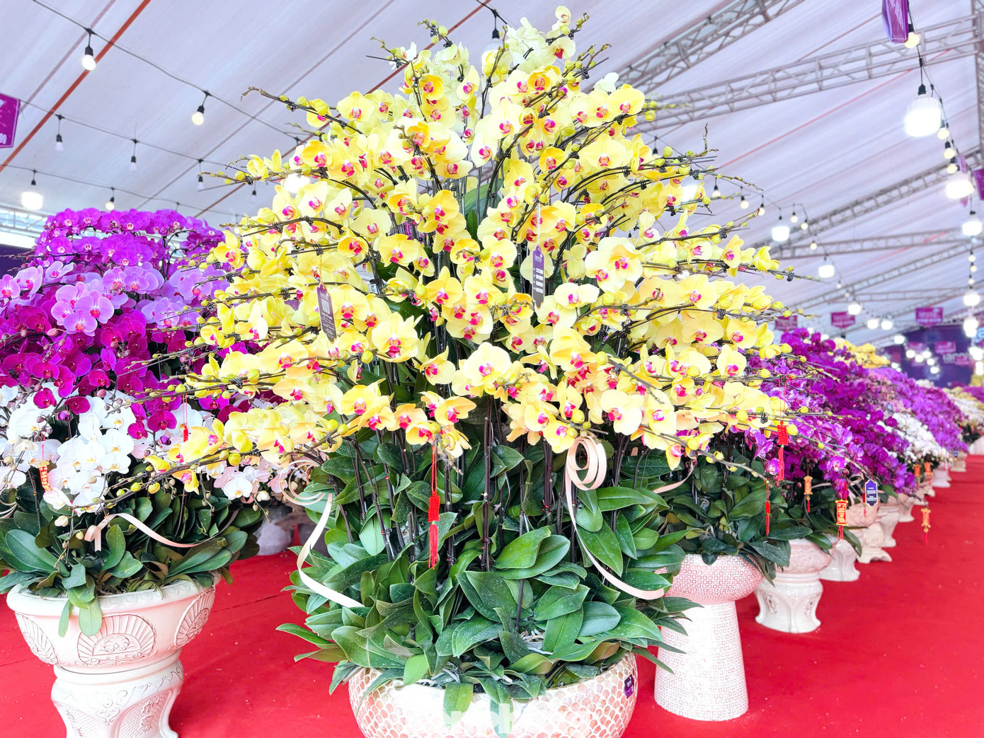 Bên cạnh các mặt hàng cao cấp giá cao, theo ghi nhận, thị trường hoa lan năm nay phong phú, đa dạng về chủng loại và màu sắc, giá bán khoảng 300.000 đồng/cành.