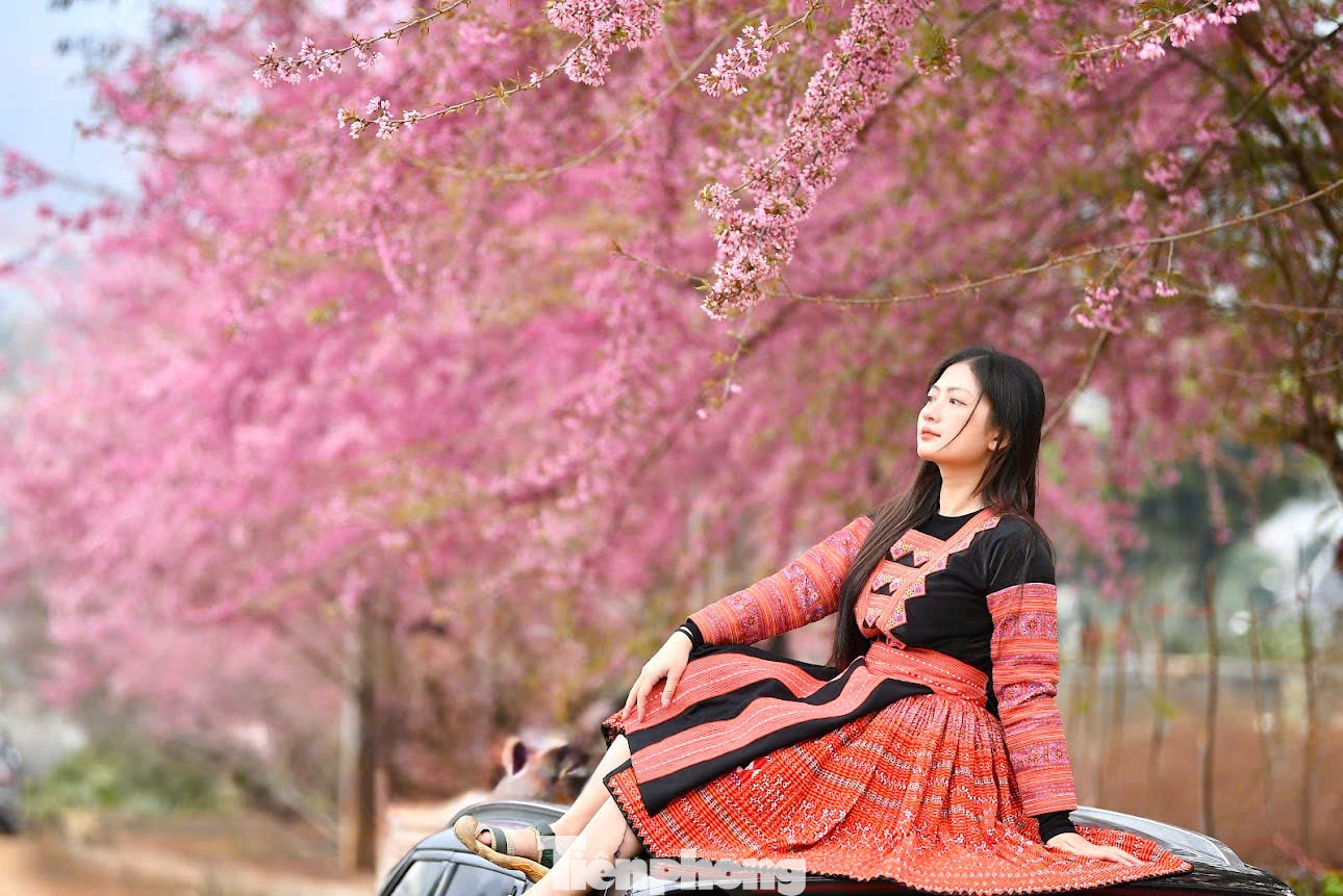 Mai anh đào bung nở khoe sắc trên cao nguyên Mộc Châu thu hút đông đảo giới trẻ đến check-in và lưu lại những khoảnh khắc đẹp trong tiết trời se lạnh.