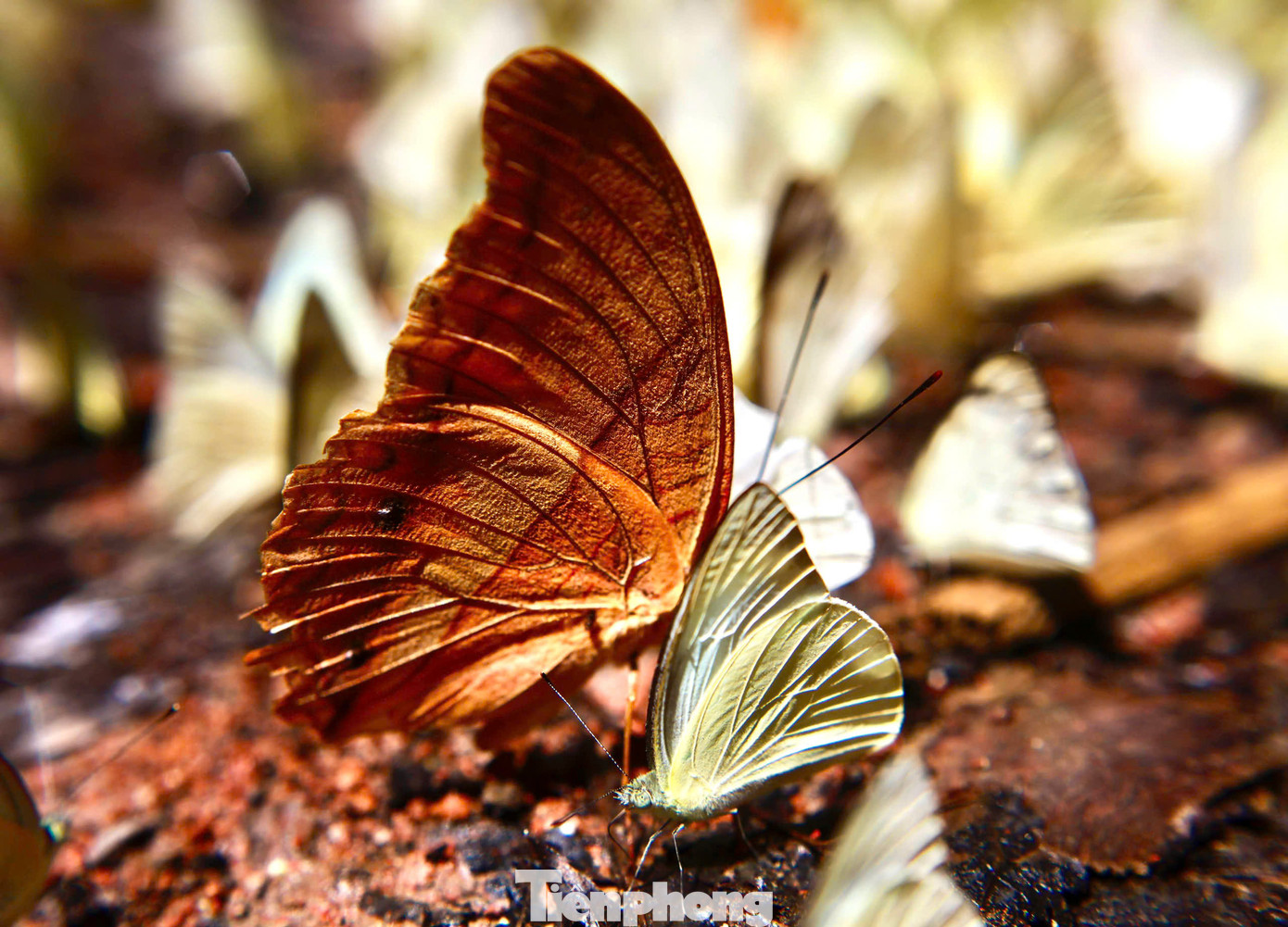 Vườn quốc gia Cúc Phương có hơn 400 loài bướm như bướm phượng, bướm khế, hồ điệp, bướm phấn với đủ màu sắc và kích cỡ, phổ biến nhất là các loài bướm trắng và vàng. Mùa bướm ở Cúc Phương kéo dài đến khoảng cuối tháng 5. Thời điểm này, Cúc Phương đang vào mùa bướm sinh sản, có hàng triệu cánh bướm tập trung về đây, tạo nên khung cảnh lãng mạn, hiếm có.