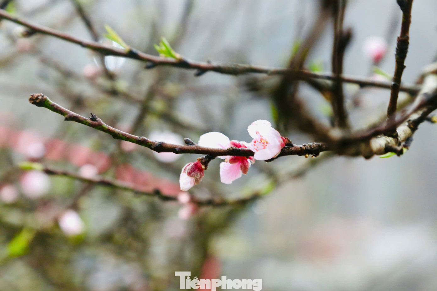 Đào Tết ở Vân Hồ được nhiều người ưa thích, bởi đây là những cây mọc tự nhiên, có nhiều nụ, không qua uốn nắn, từ đó cho ra kiểu dáng độc nhất. Đào Tết ở Vân Hồ được nhiều người ưa thích, bởi đây là những cây mọc tự nhiên, có nhiều nụ, không qua uốn nắn, từ đó cho ra kiểu dáng độc nhất.