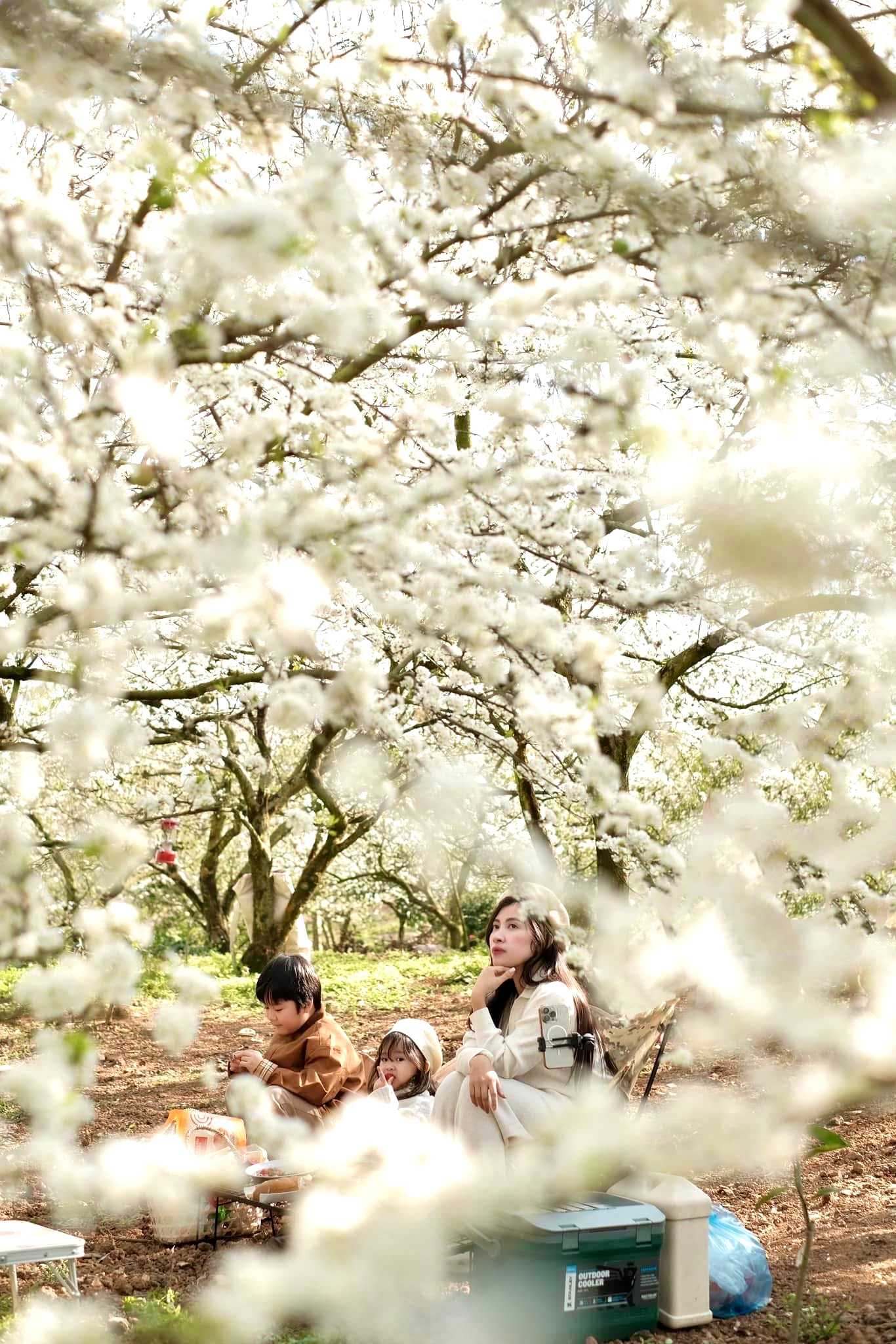 Bạn Chang Mi vừa có chuyến cắm trại cùng gia đình chia sẻ: "Mộc Châu đang bước vào mùa hoa mận nở đẹp nhất trong năm. Những nhành hoa mận bung nở sắc trắng muốt đẹp mê đắm say lòng người, mùa hoa sẽ còn đẹp trong khoảng 1 đến 2 tuần tới nên mọi người đi du xuân nhanh không sẽ lỡ hẹn, phải đợi đến năm sau".